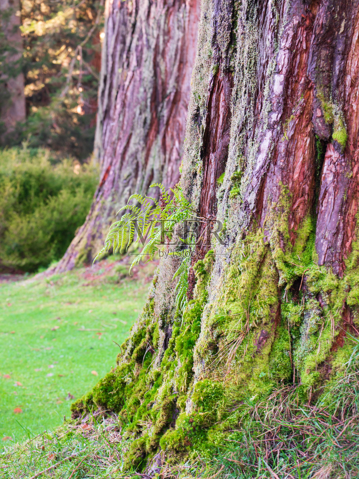 巨大的红木树干照片摄影图片