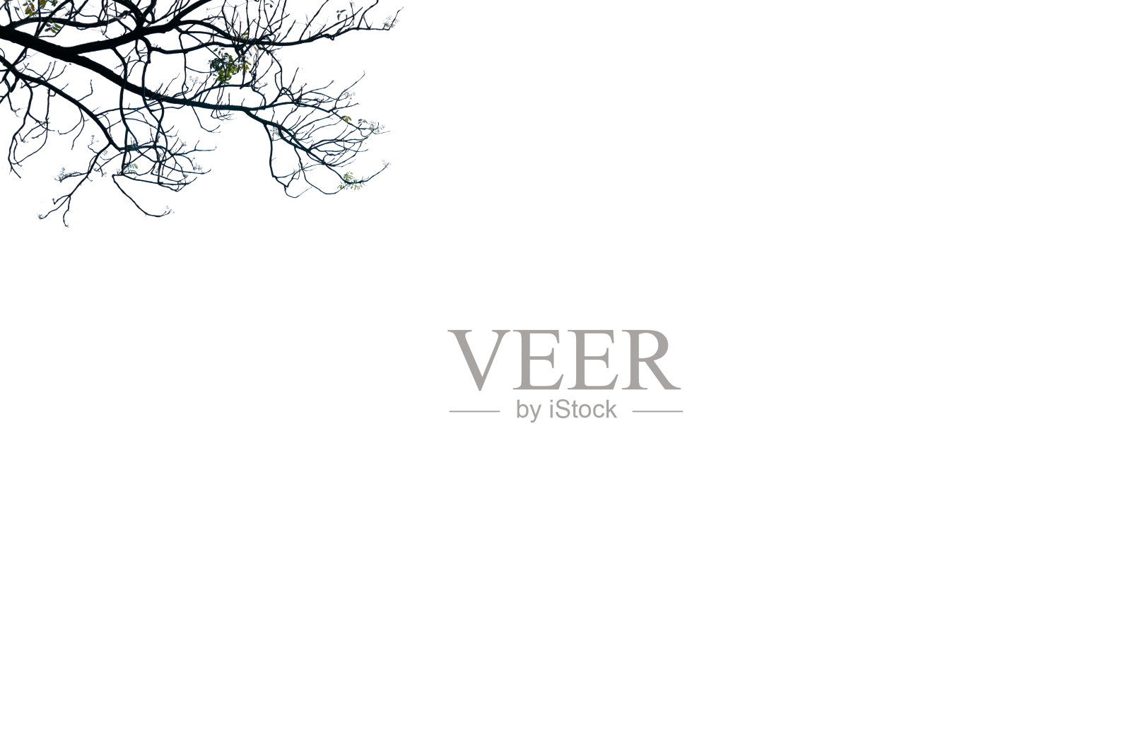 干树枝白色背景照片摄影图片