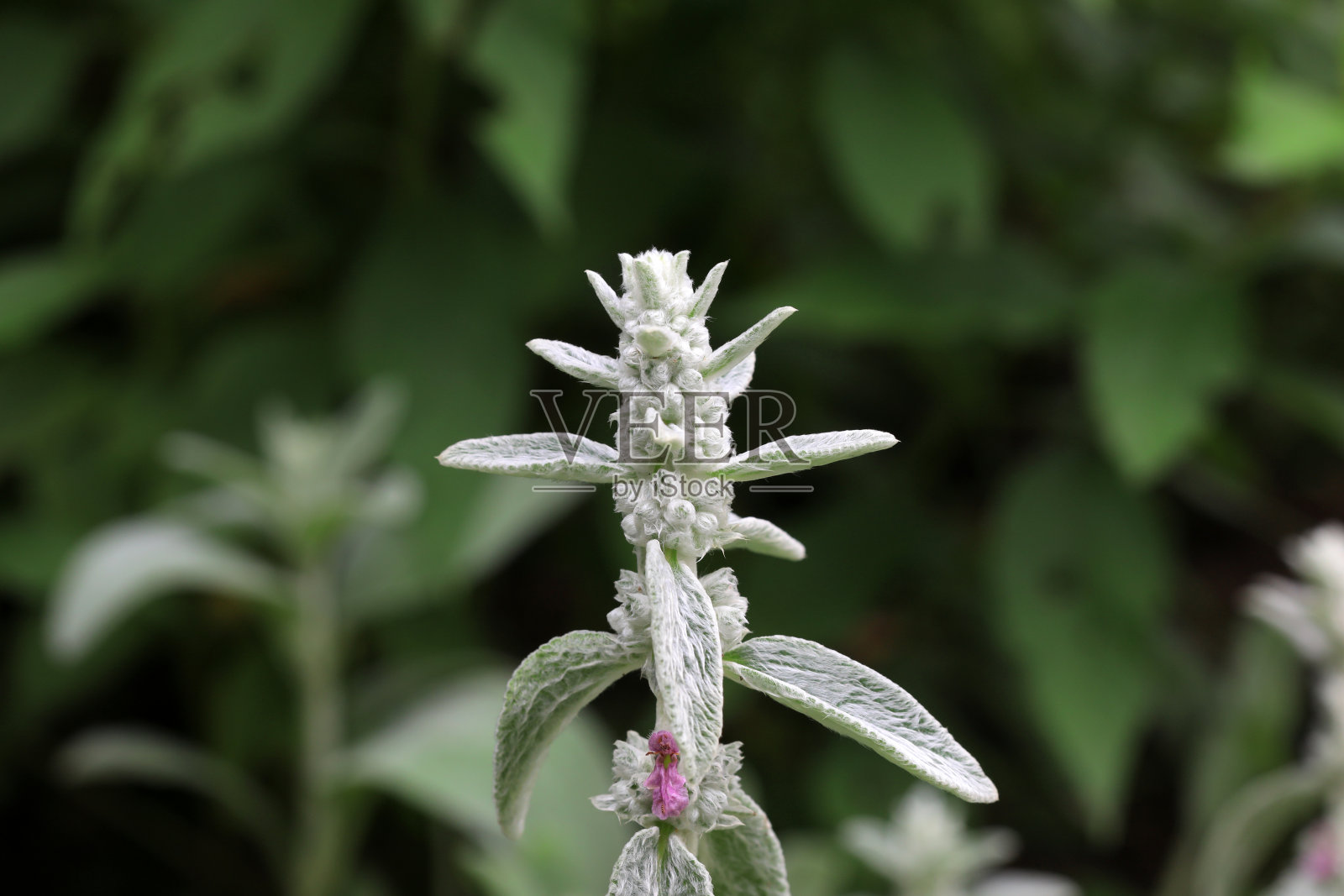 北京公园里美丽的唇形花照片摄影图片