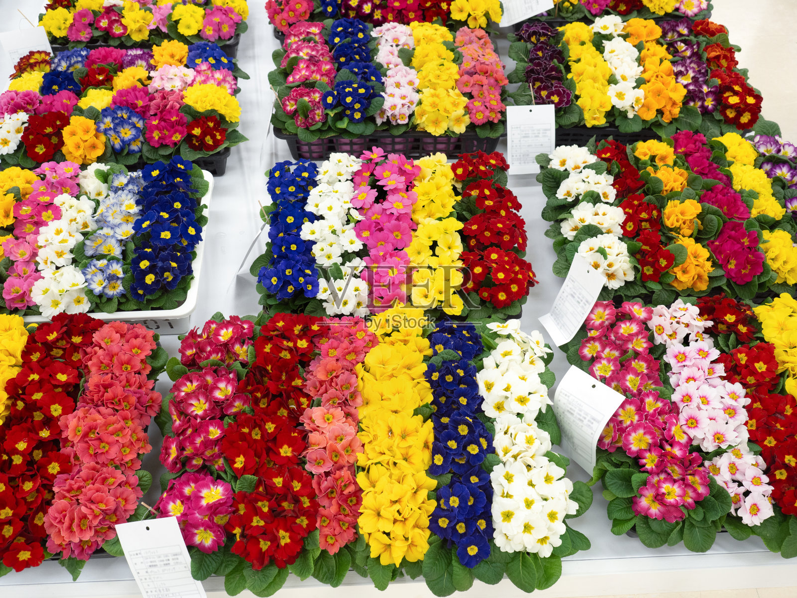 报春花多花苗照片摄影图片