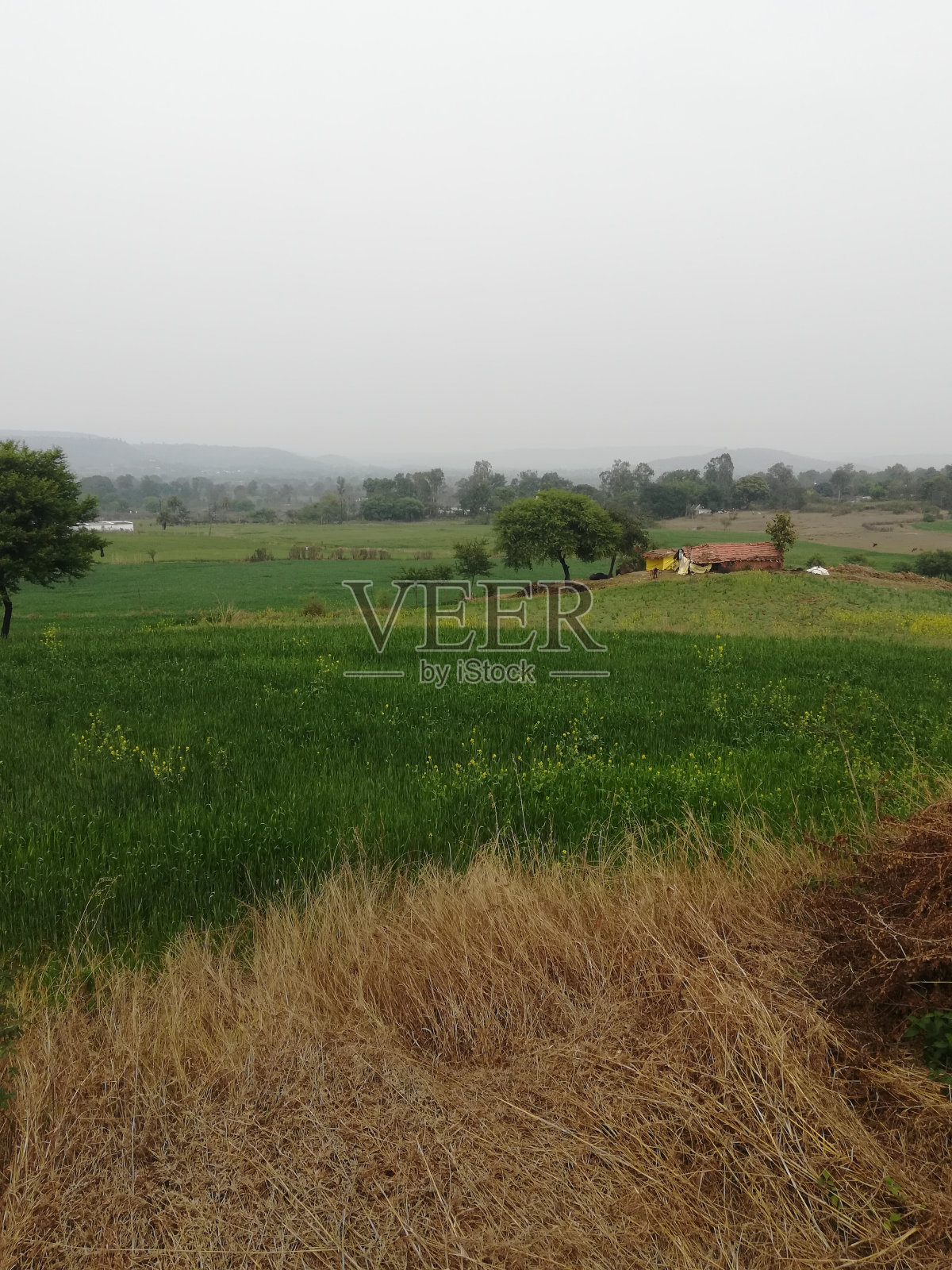 农场里的干草和绿色的小麦照片摄影图片