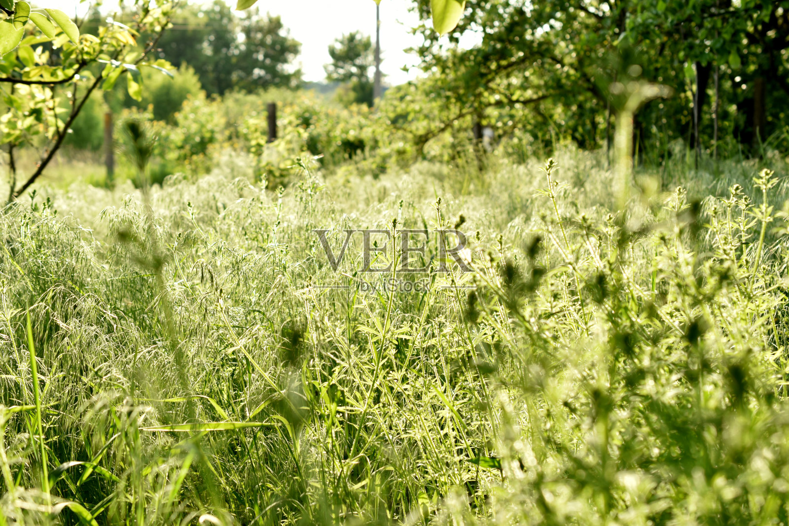 春天。田野上长满了绿草。照片摄影图片