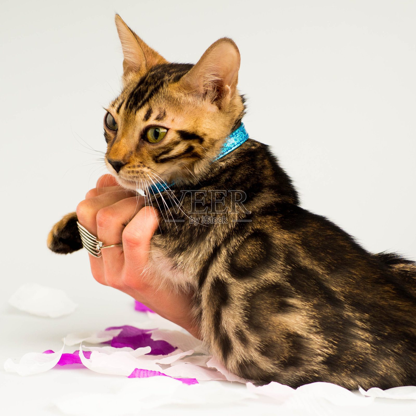 一只戴着蓝领的孟加拉小猫趴在手上照片摄影图片