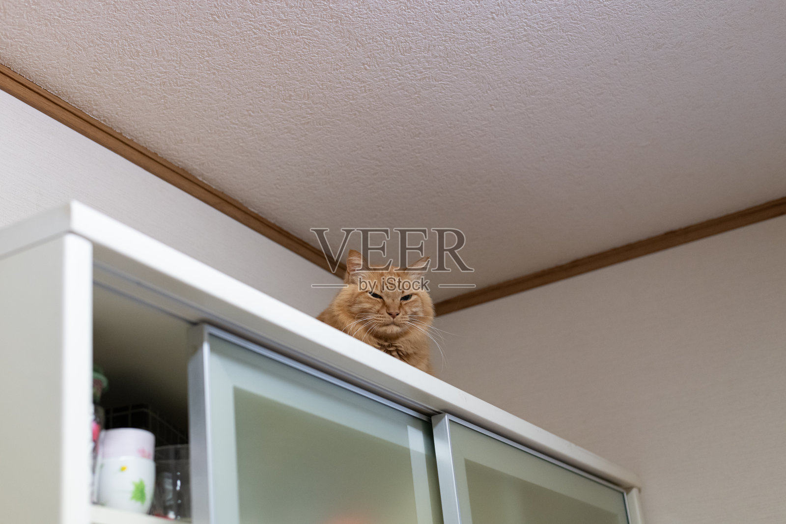 猫在碗橱上休息照片摄影图片