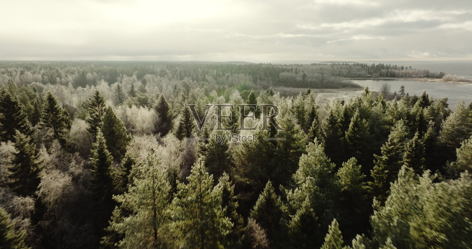 冬天的低语:瑞典的霜吻森林照片摄影图片