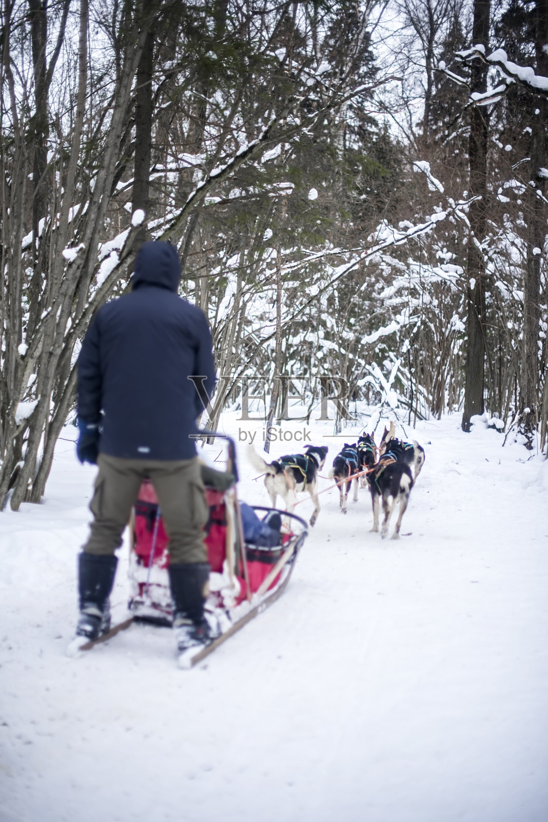 冬天，哈士奇狗在森林里拉雪橇照片摄影图片