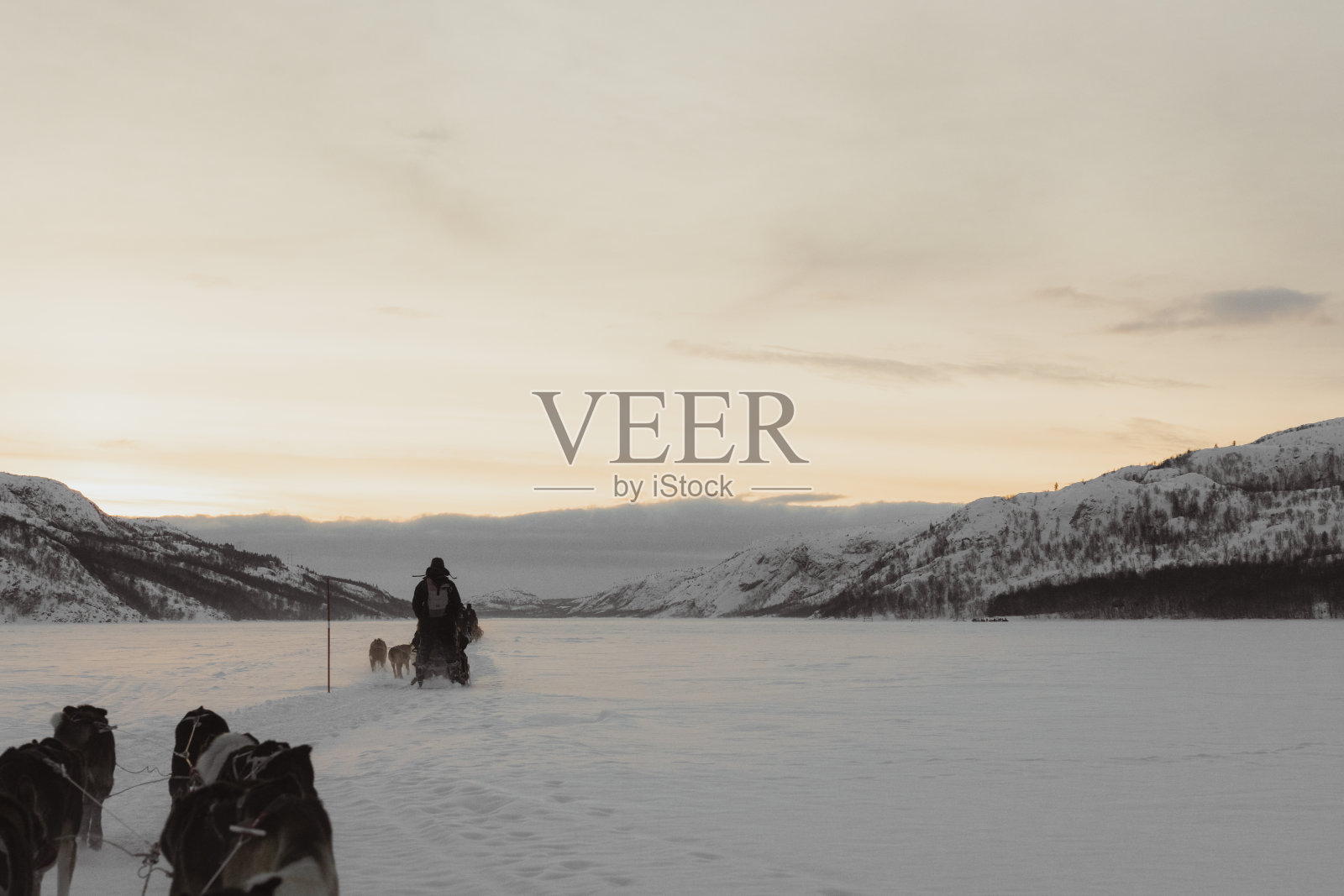 挪威柯克内斯的哈士奇斯莱德骑行照片摄影图片