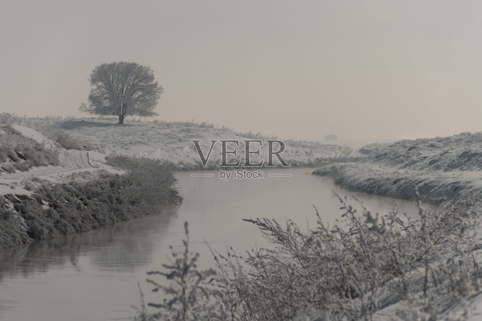 在一个雾蒙蒙的冬日里，河岸上那棵孤零零的树被霜覆盖着照片摄影图片