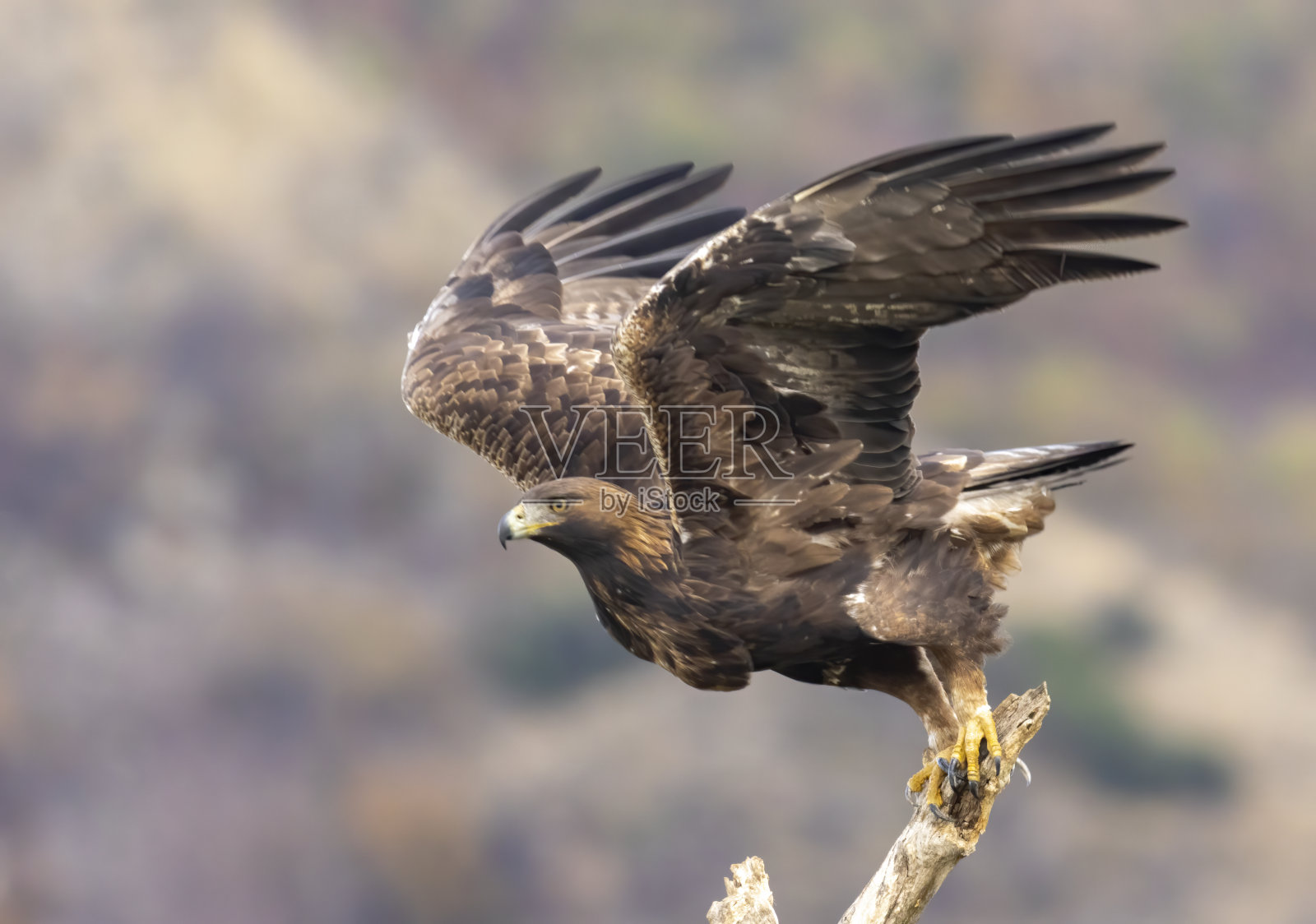 金鹰的动作摄影照片摄影图片