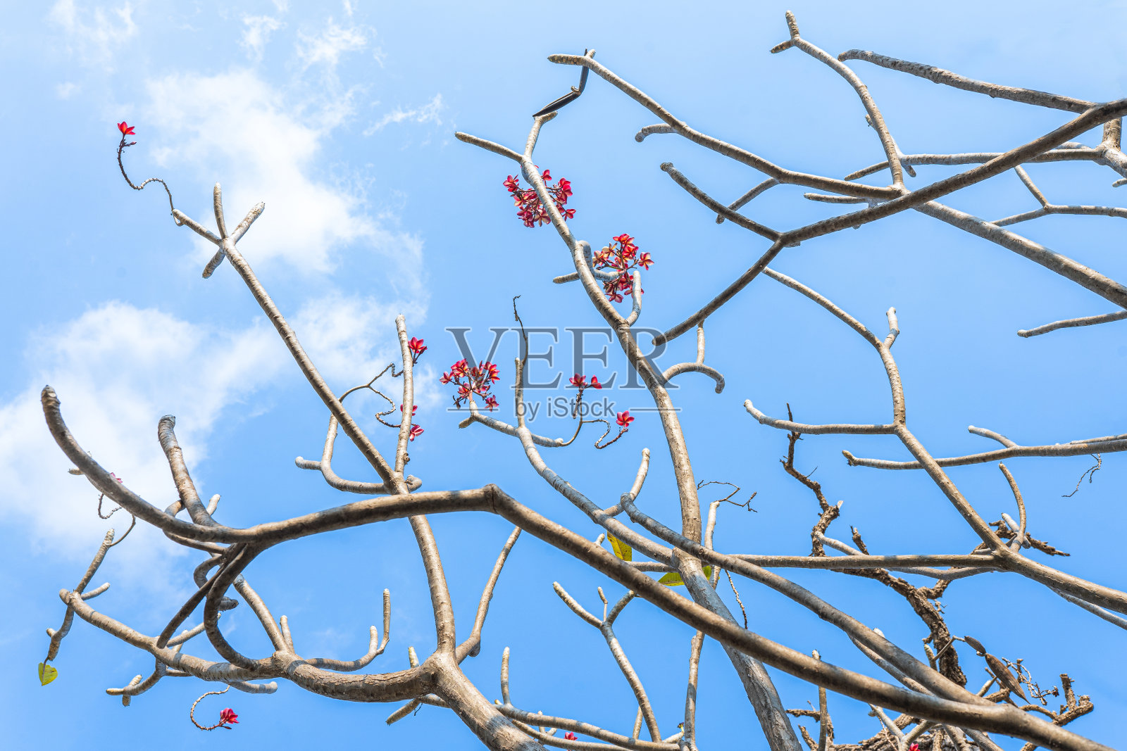 白雪覆盖的树枝映衬着蓝色的冬日天空照片摄影图片