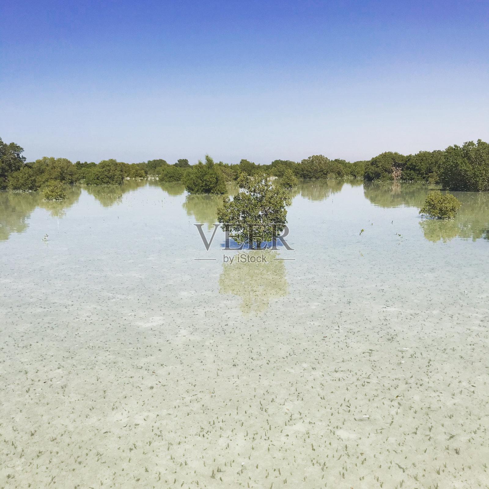 静水中之树照片摄影图片