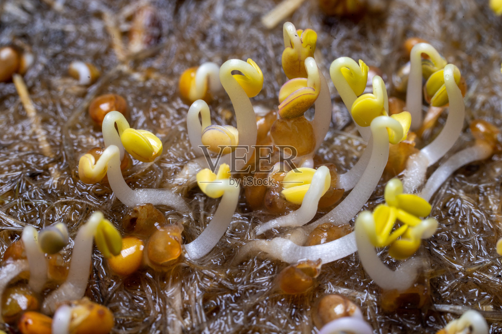 食物植物的嫩芽(特写)照片摄影图片
