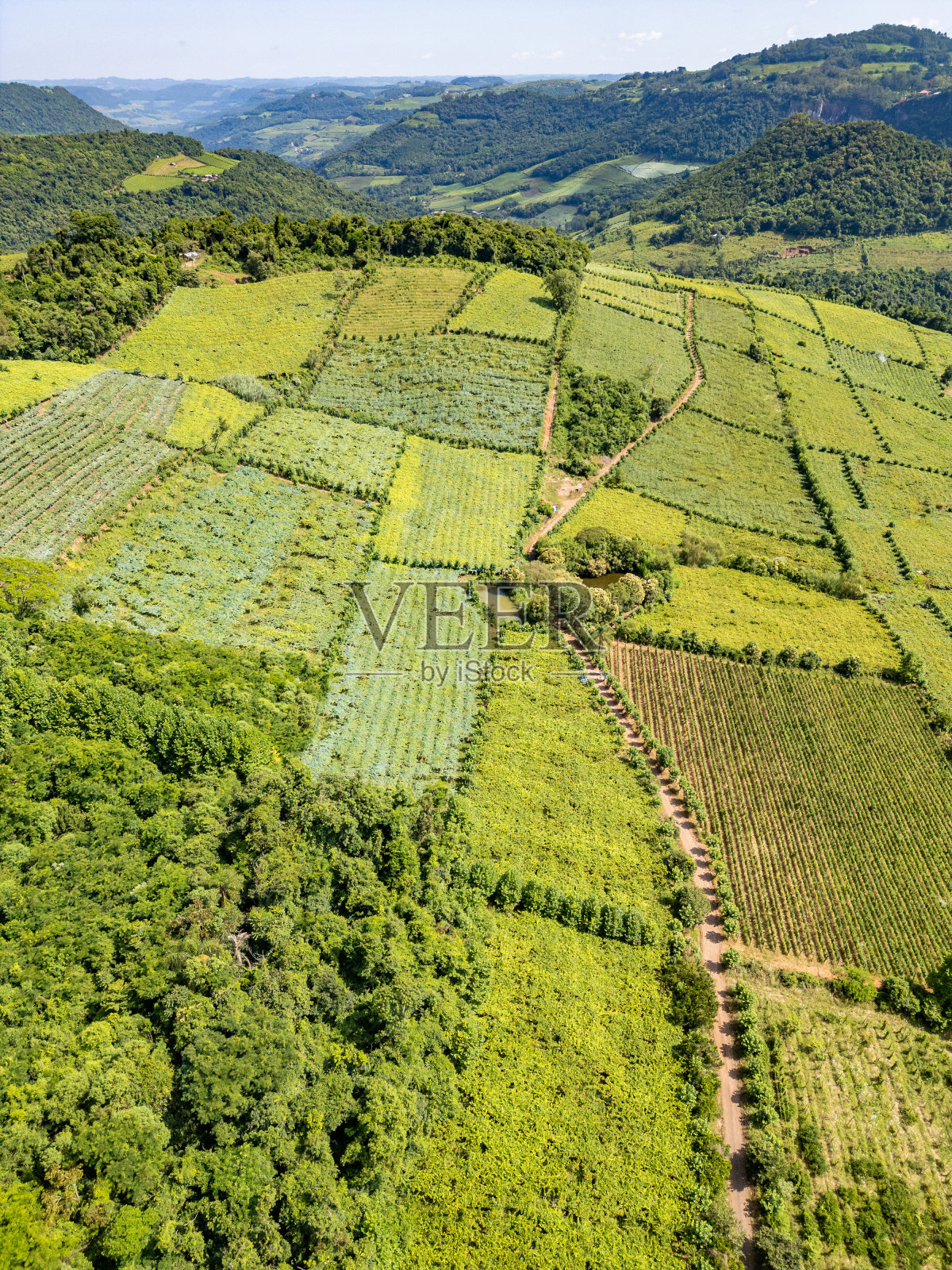 山谷中的葡萄园照片摄影图片