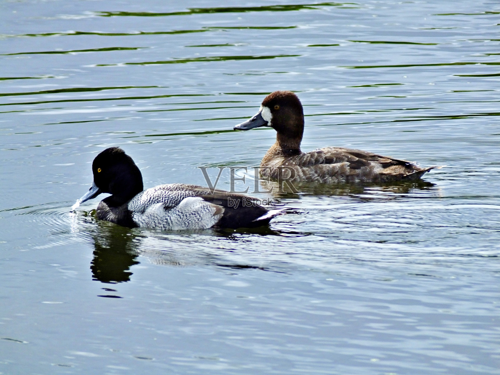 小河豚(Aythya affinis) -雄性和雌性在湖中游泳照片摄影图片