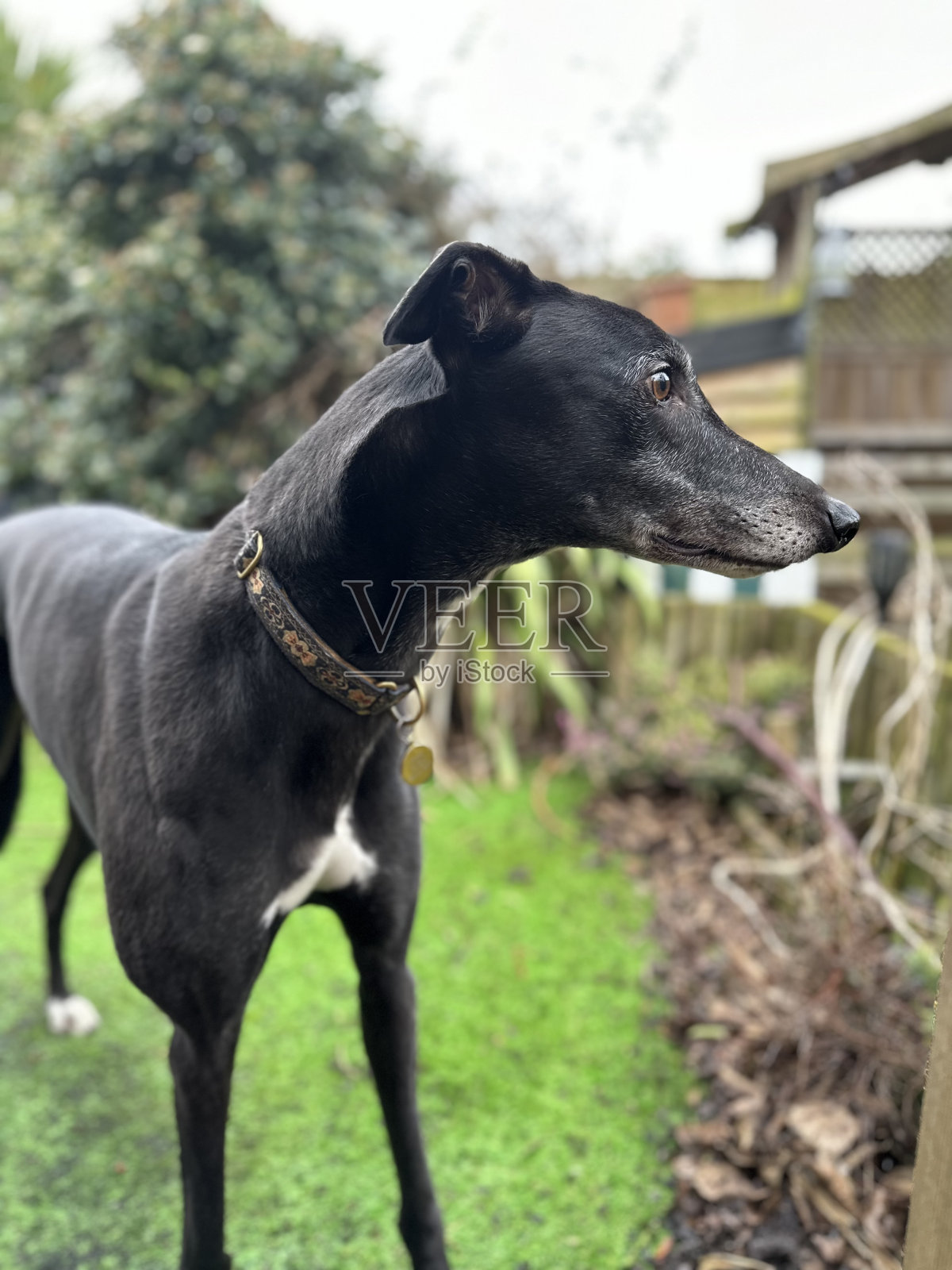 灰色猎犬照片摄影图片