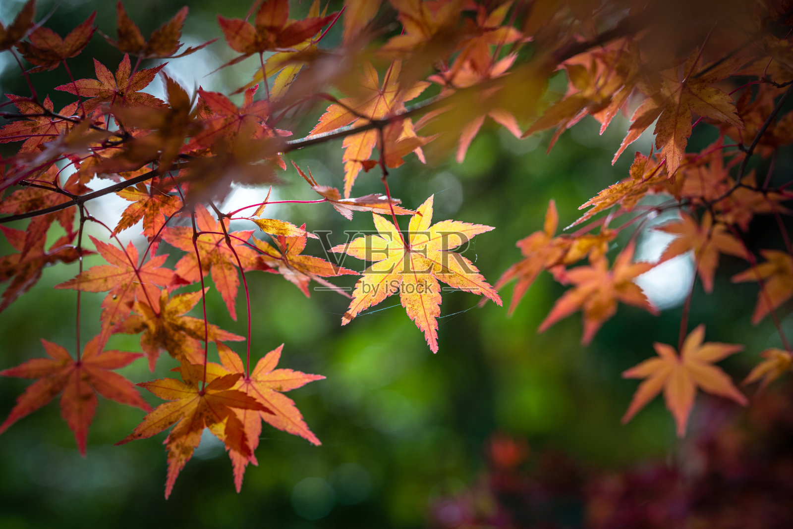 红色和橙色的秋叶挂在树枝上，衬托着森林的背景。非常浅的焦点。秋天森林里五颜六色的树叶。秋季主题的优秀背景。照片摄影图片