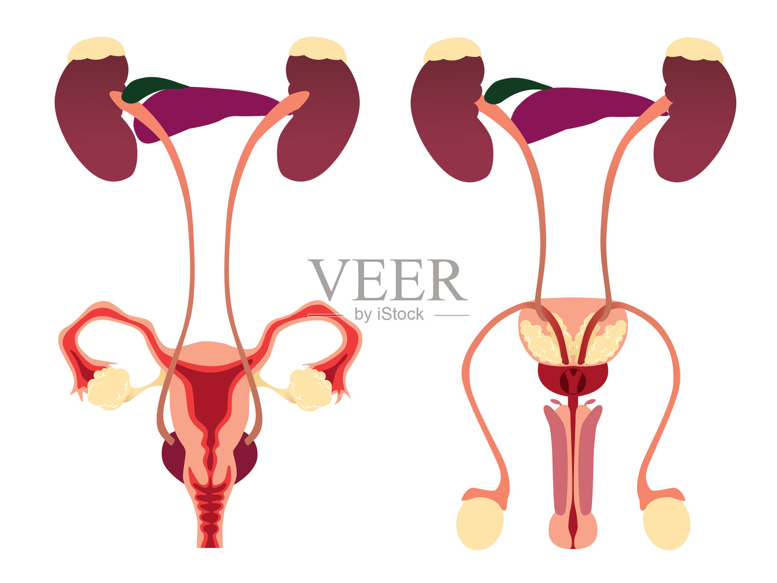 人类男女生殖和泌尿系统图插画图片素材