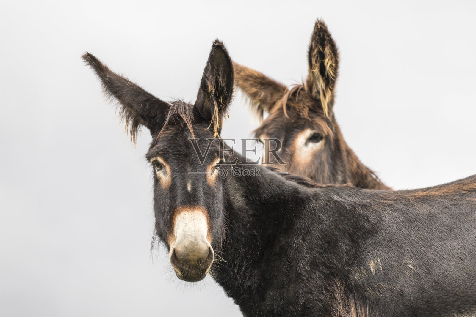 Valtellina Orobie公园里的驴照片摄影图片