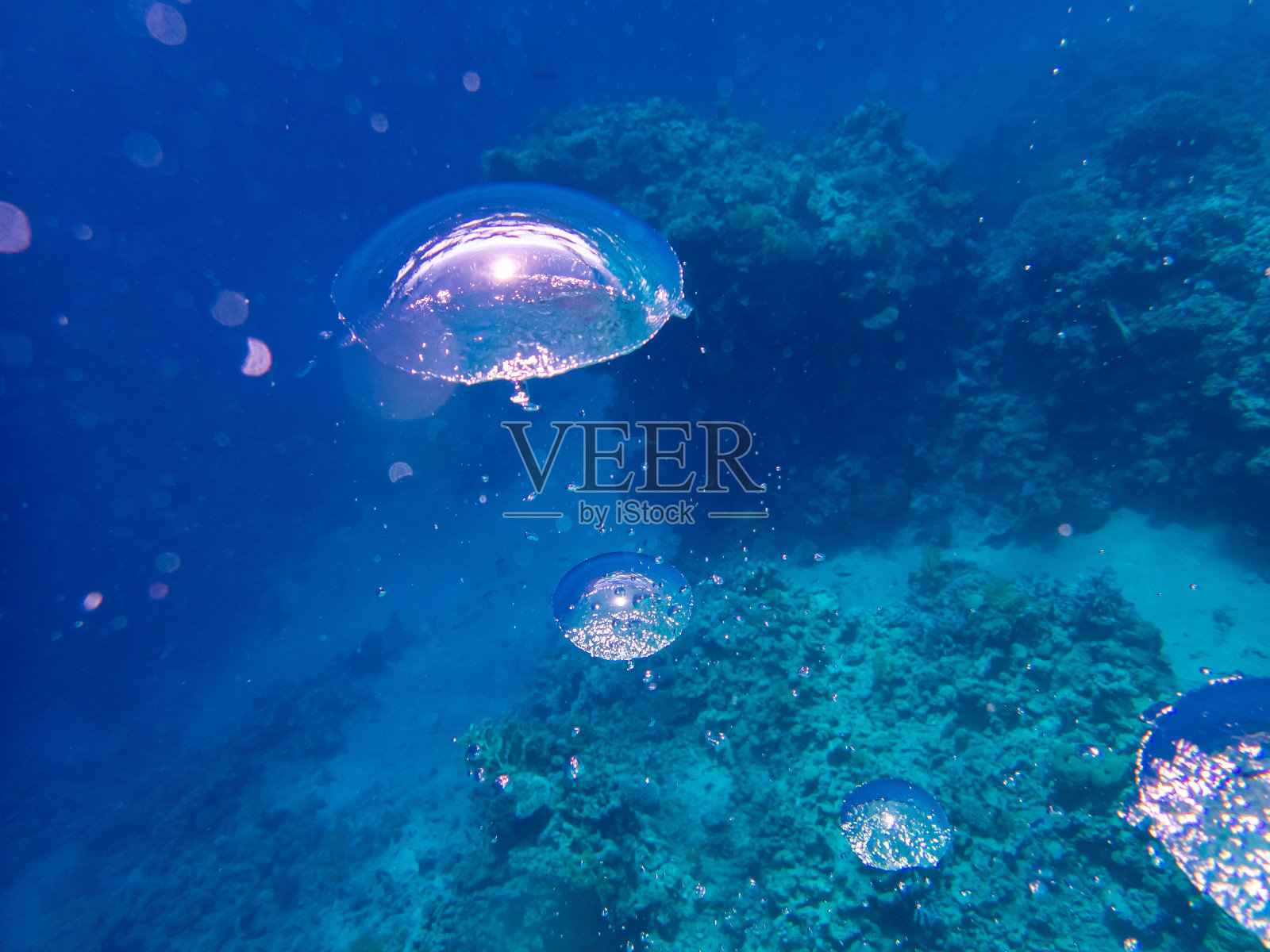 红海珊瑚礁海底升起的大型气球照片摄影图片