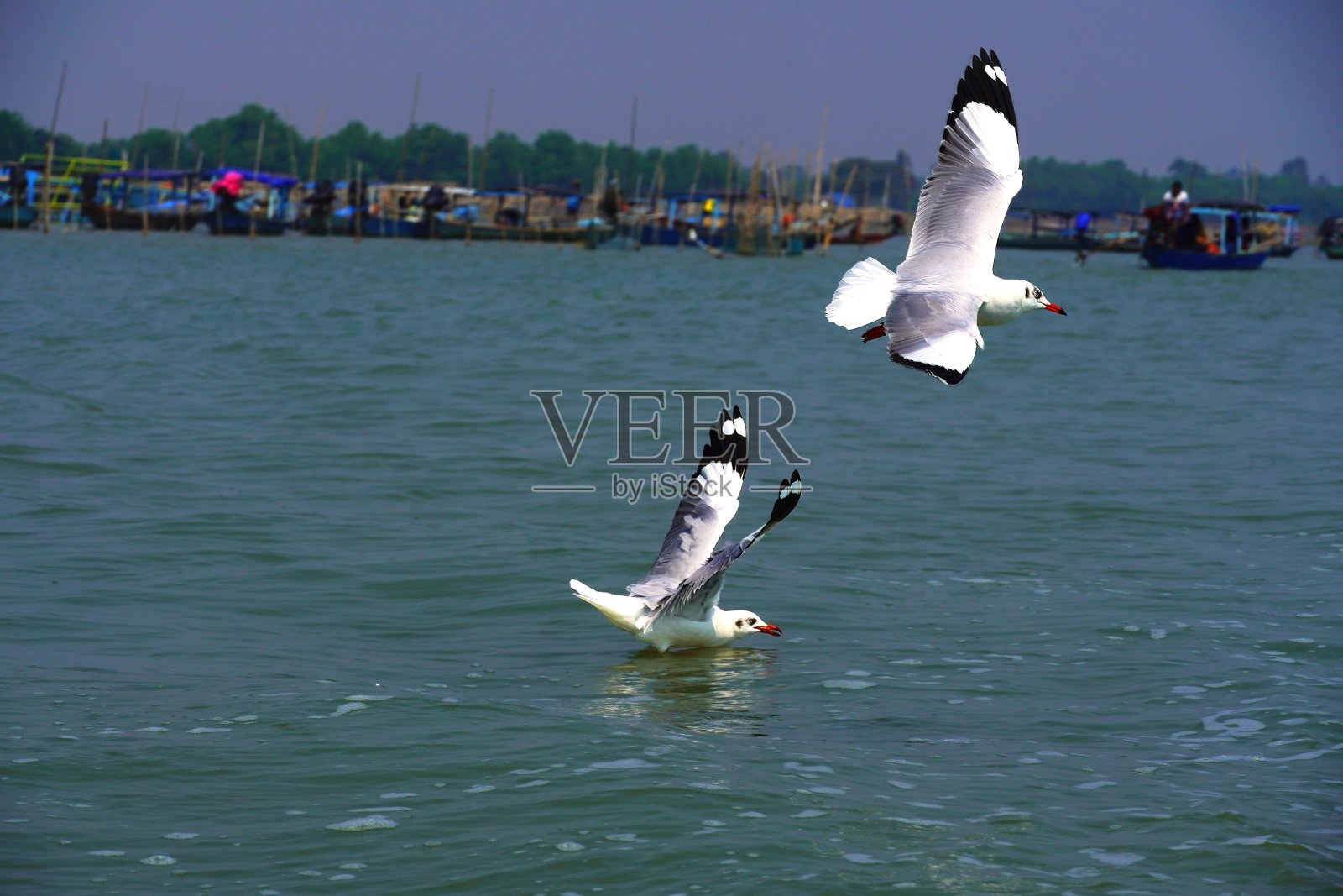 两只海鸥飞过大海照片摄影图片