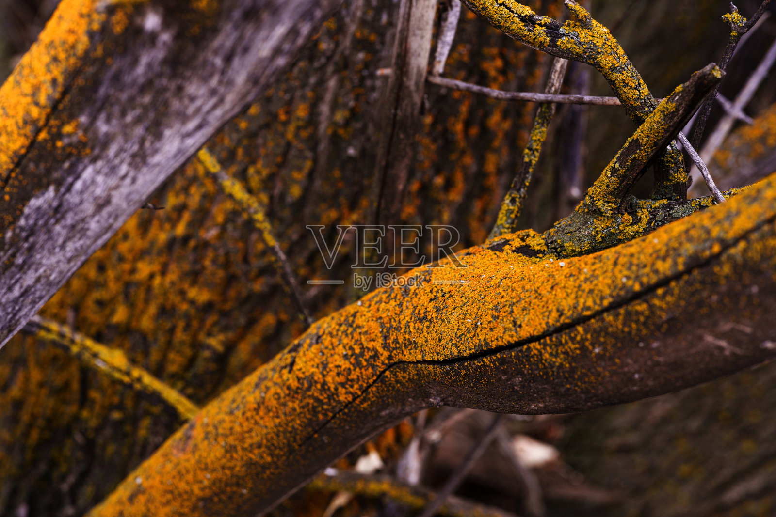 树皮与橙色地衣细节照片摄影图片