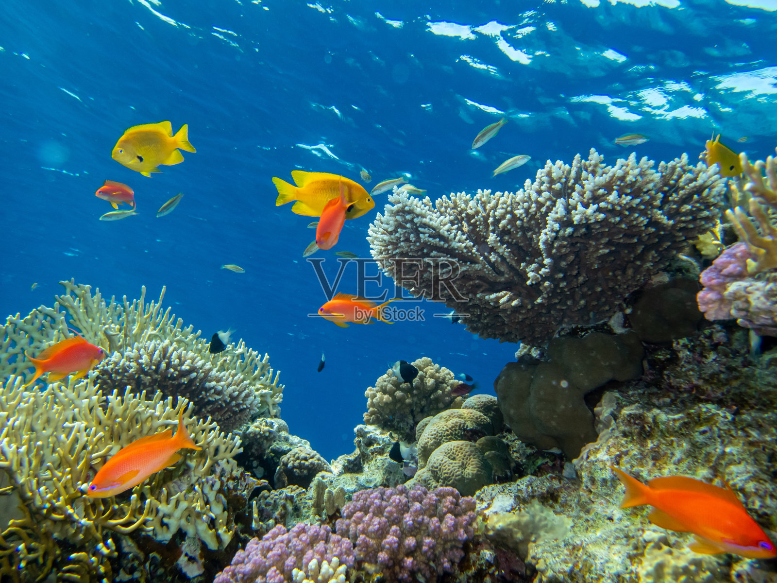 红海珊瑚礁中鲜红的鱼群照片摄影图片