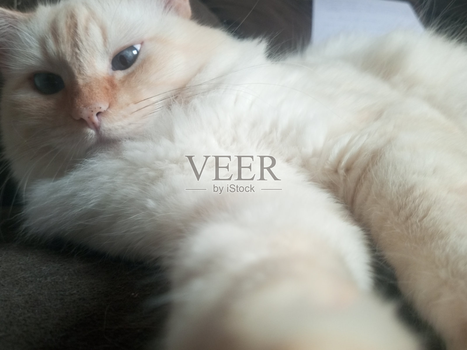 有趣的猫照片摄影图片