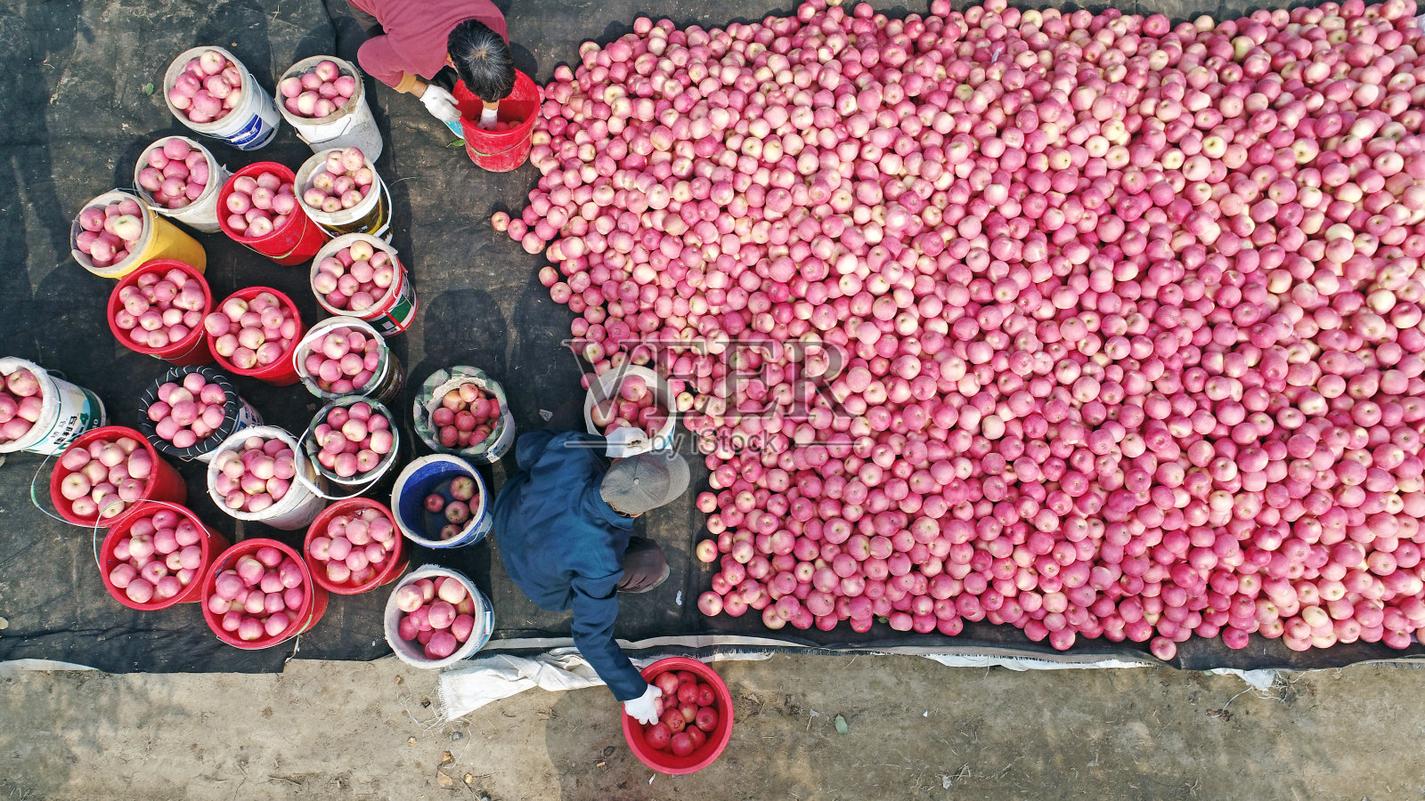 中国北方，农民们在果园里挑选红富士苹果照片摄影图片