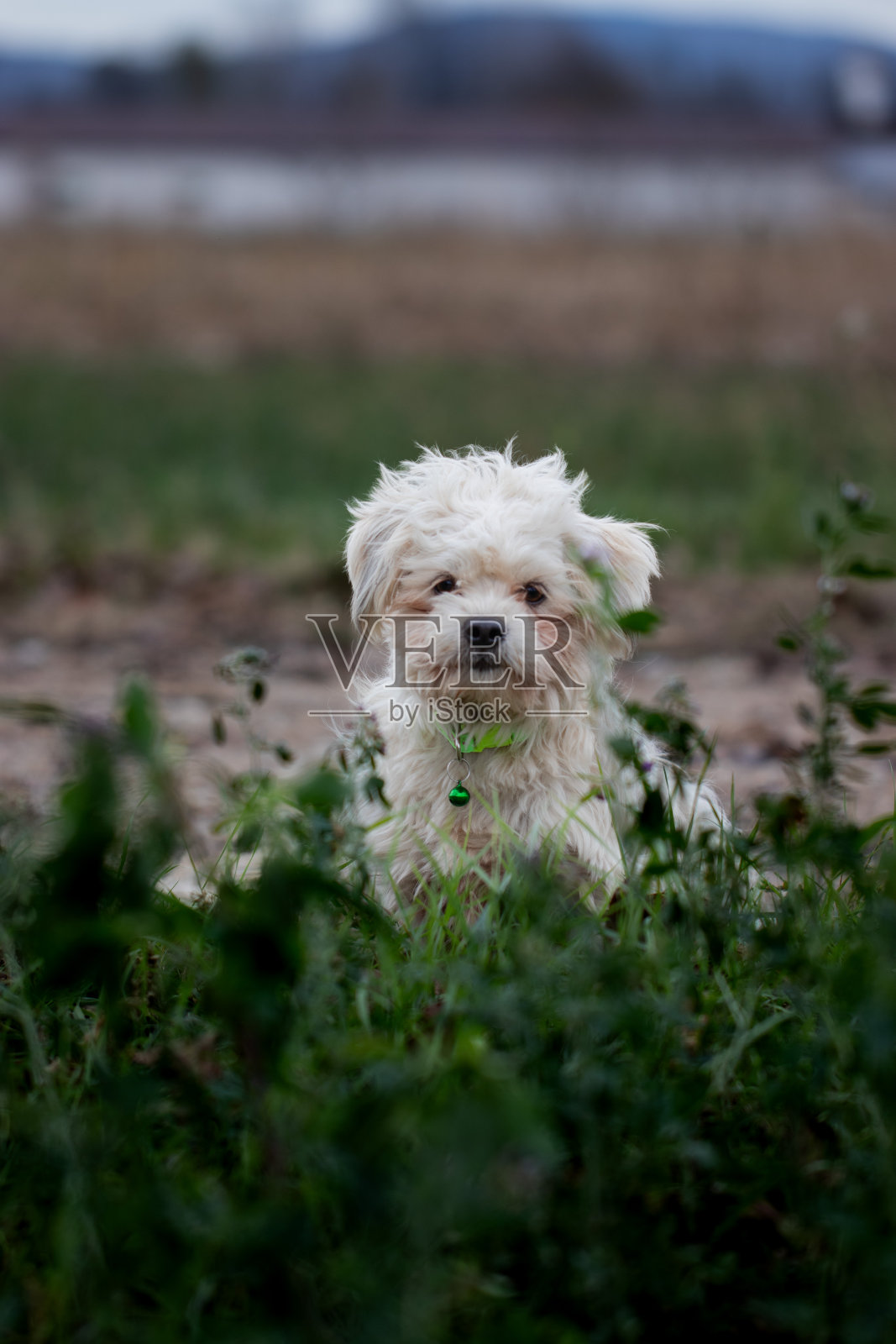 狗照片摄影图片