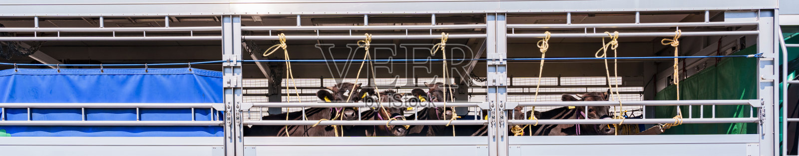 牲畜车上的牛照片摄影图片