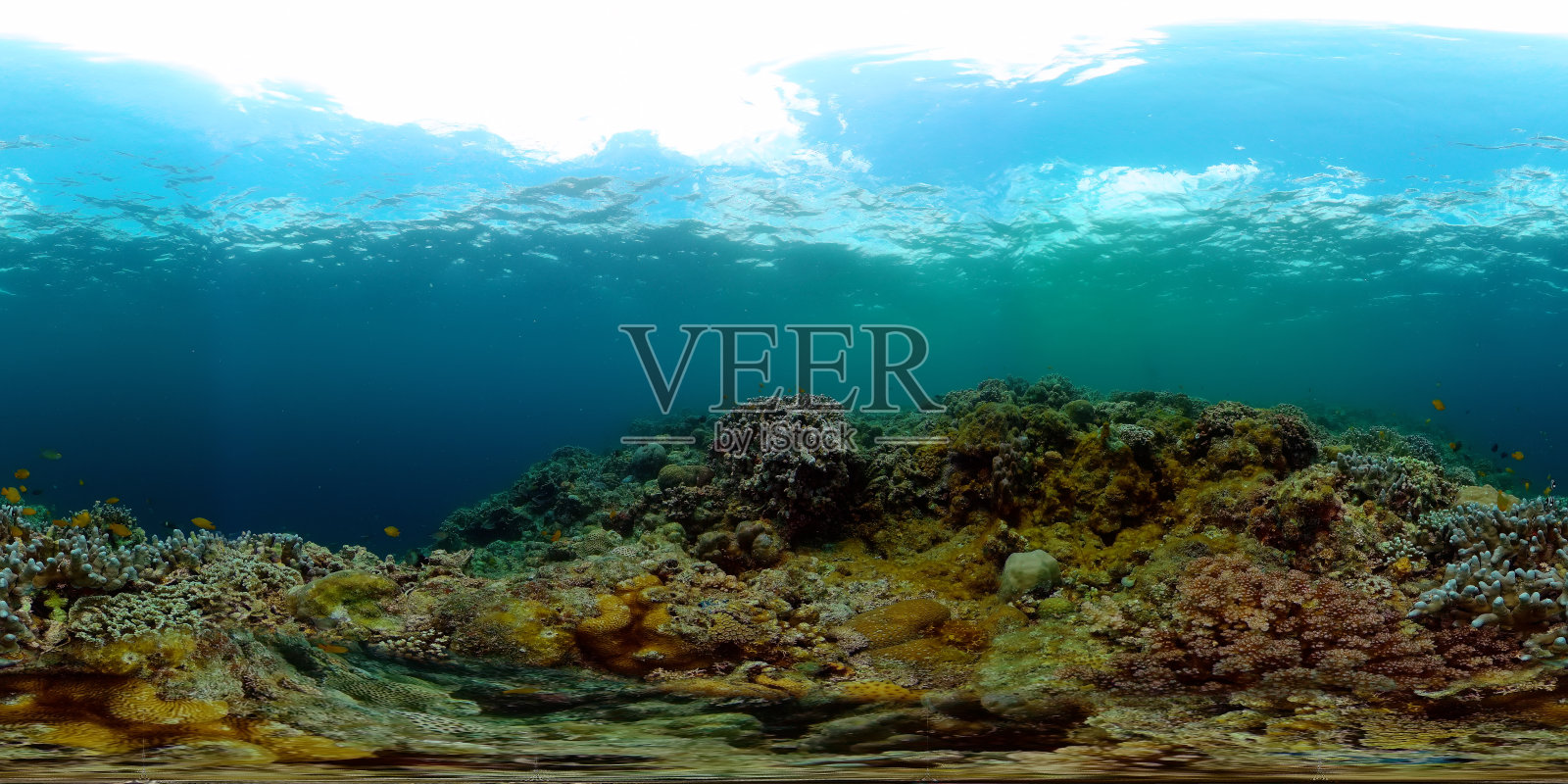 有热带鱼和珊瑚的海底世界。照片摄影图片