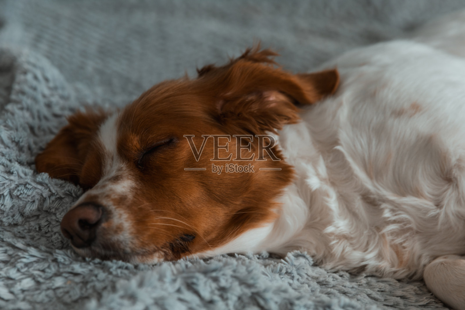 家里惹是生非。舒适。我最好的朋友在休息。照片摄影图片