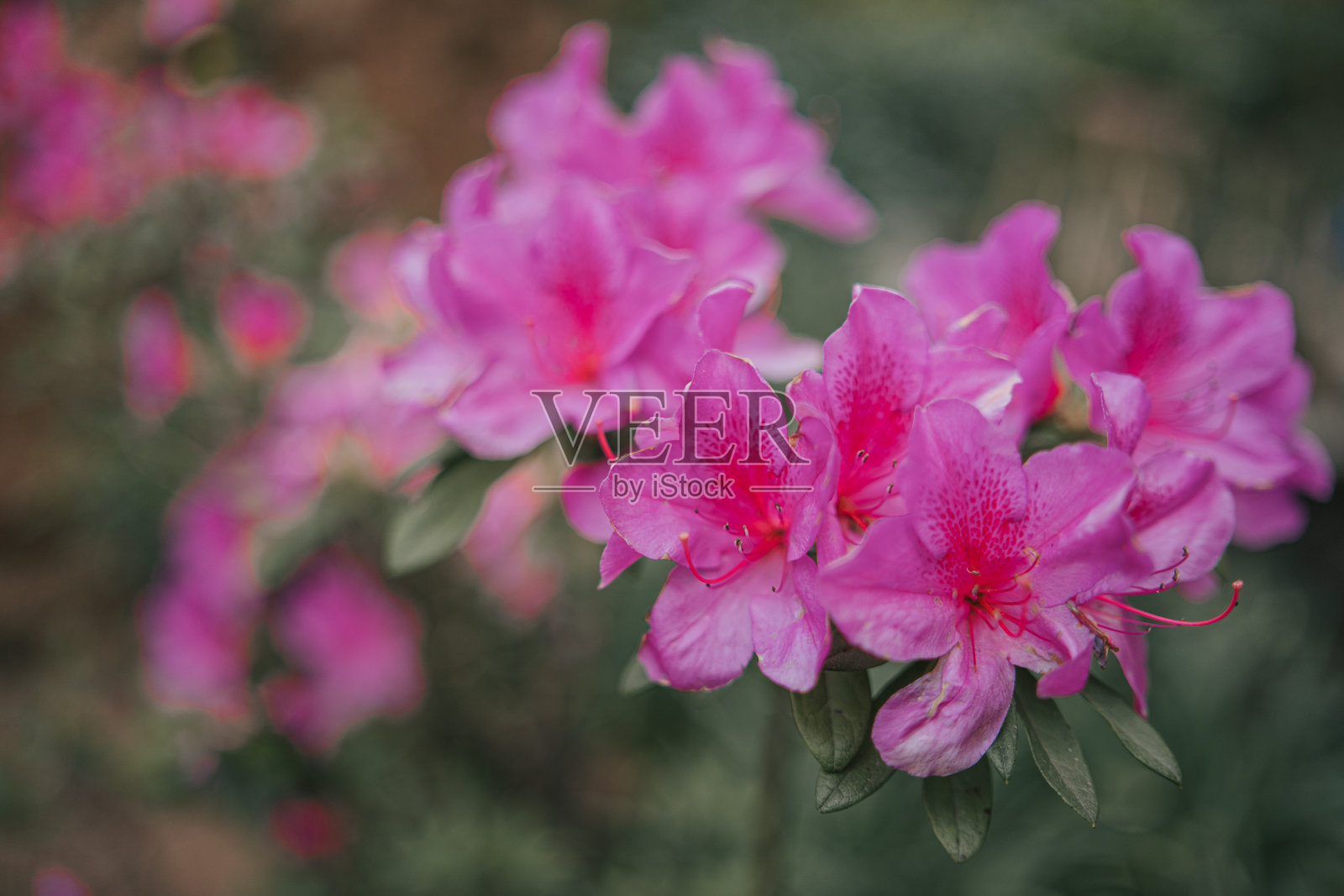 室外粉兰植物照片摄影图片