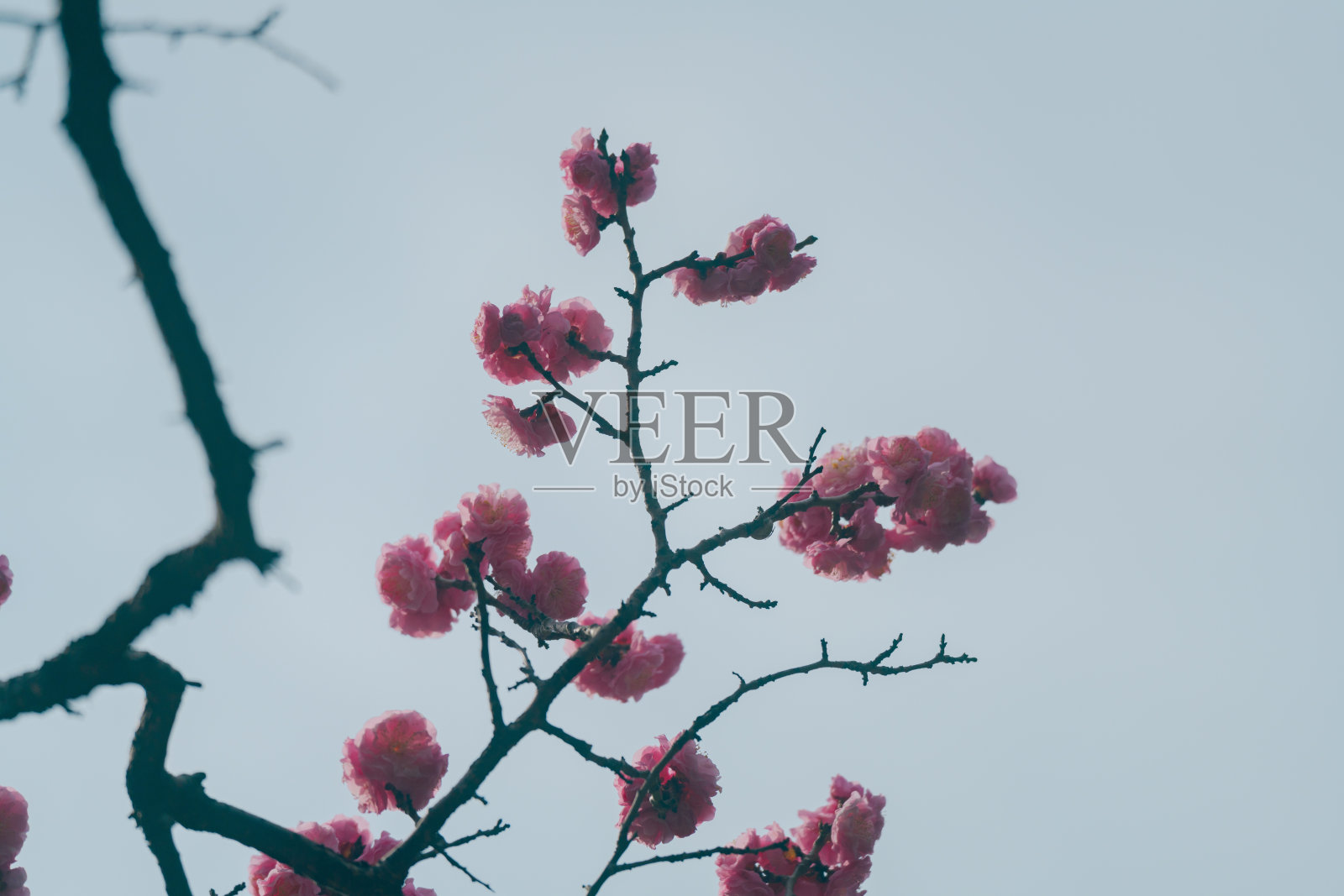 东京公园里美丽的梅子和一只鸟。照片摄影图片