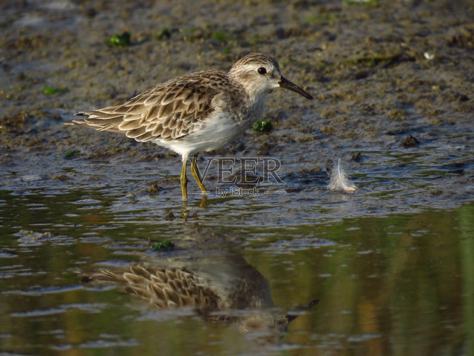 至少鹬照片摄影图片