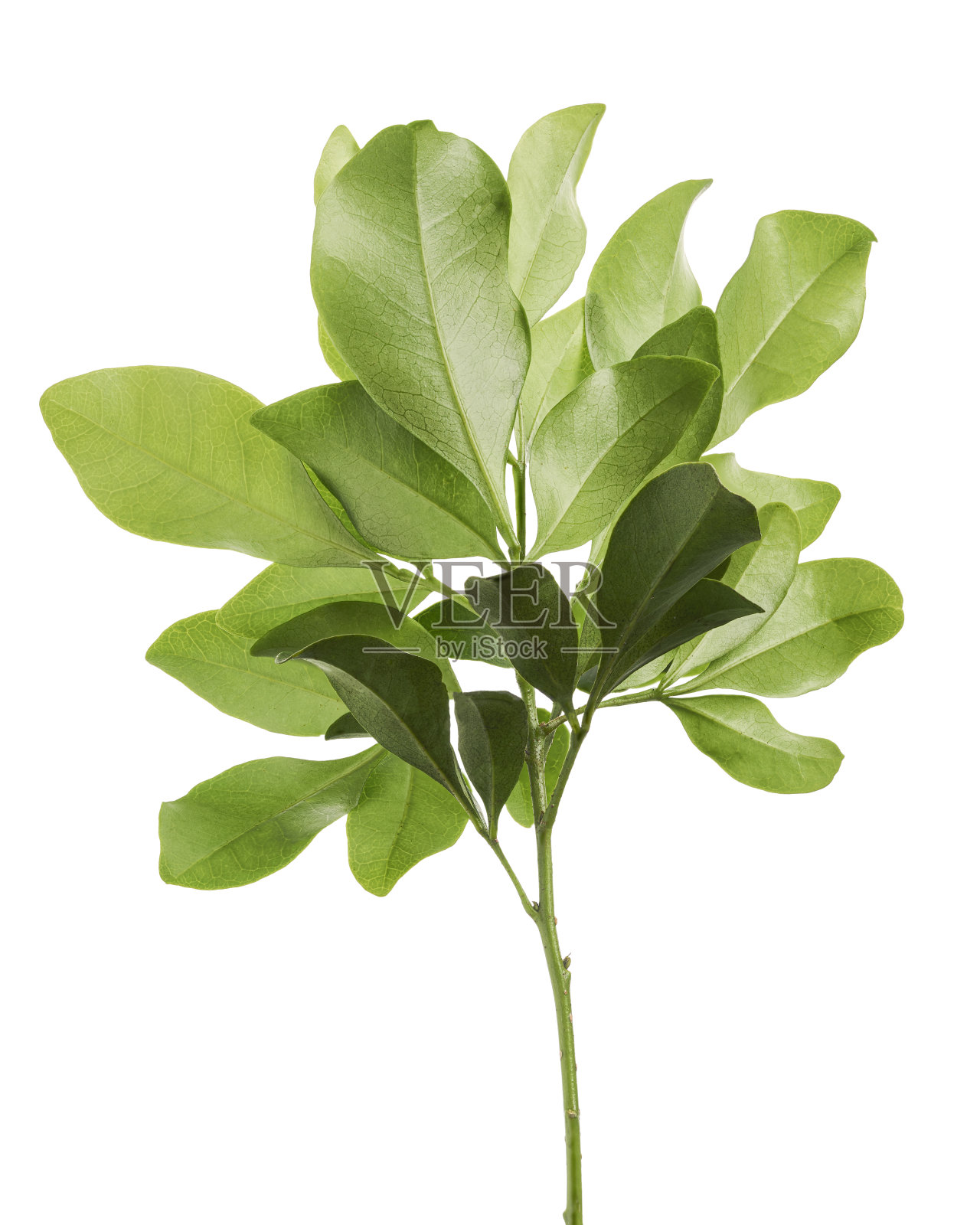 绿色的叶子，小绿色的叶子上的小枝孤立在白色的背景与剪辑路径照片摄影图片