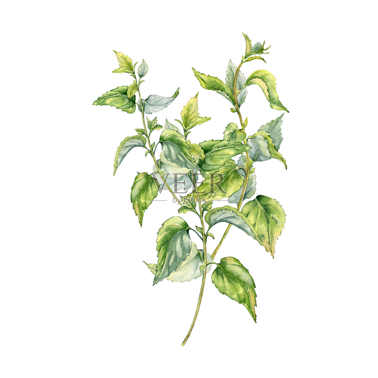 水彩中的荨麻灌木，孤立在白色上。草本植物荨麻疹的插图。刺植物，绿叶，种子手绘。标签元件，包装元件，药剂师元件插画图片素材