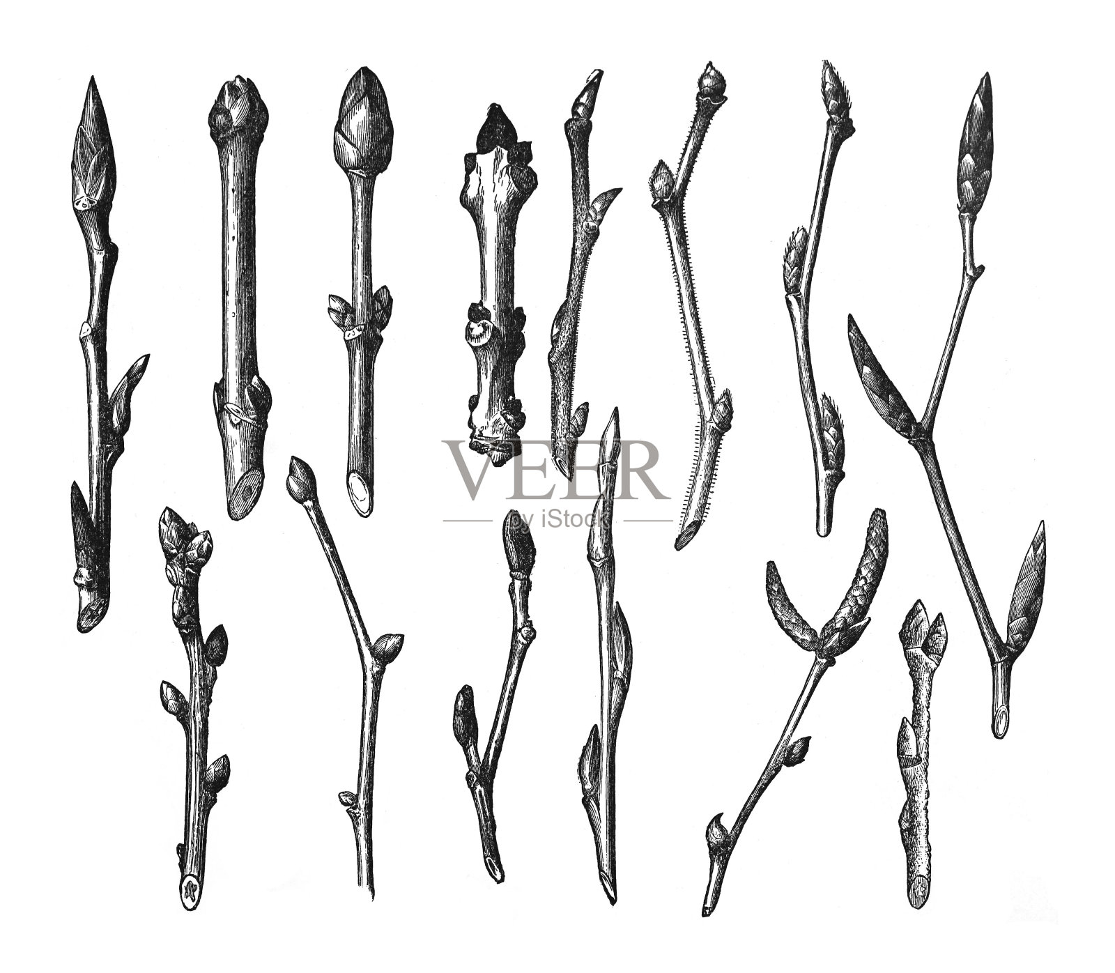 树枝，树枝和树芽收集-复古雕刻插图孤立的白色背景插画图片素材