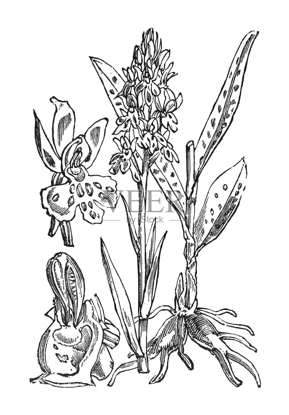 石南花兰或沼地花兰(Dactylorhiza maculata) -在白色背景上孤立的复古雕刻插图插画图片素材