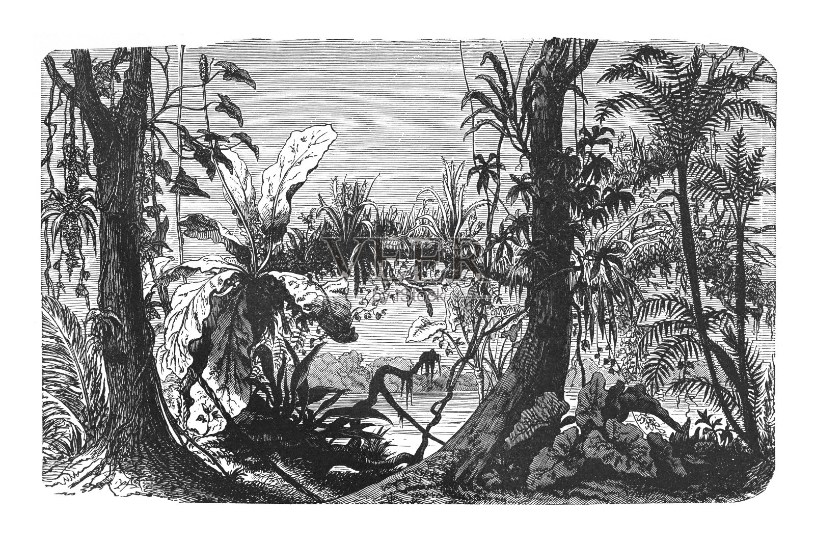 热带爬行植物(藤本植物和寄生虫)-复古雕刻插图插画图片素材