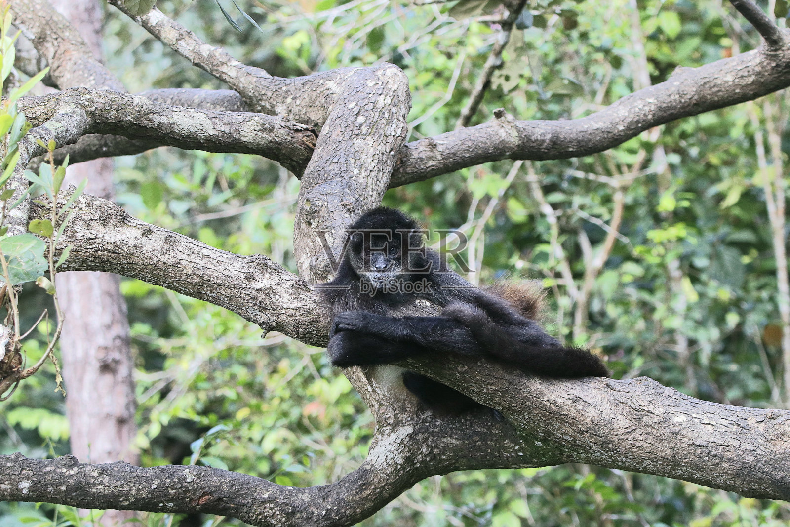 中美洲蜘蛛照片摄影图片