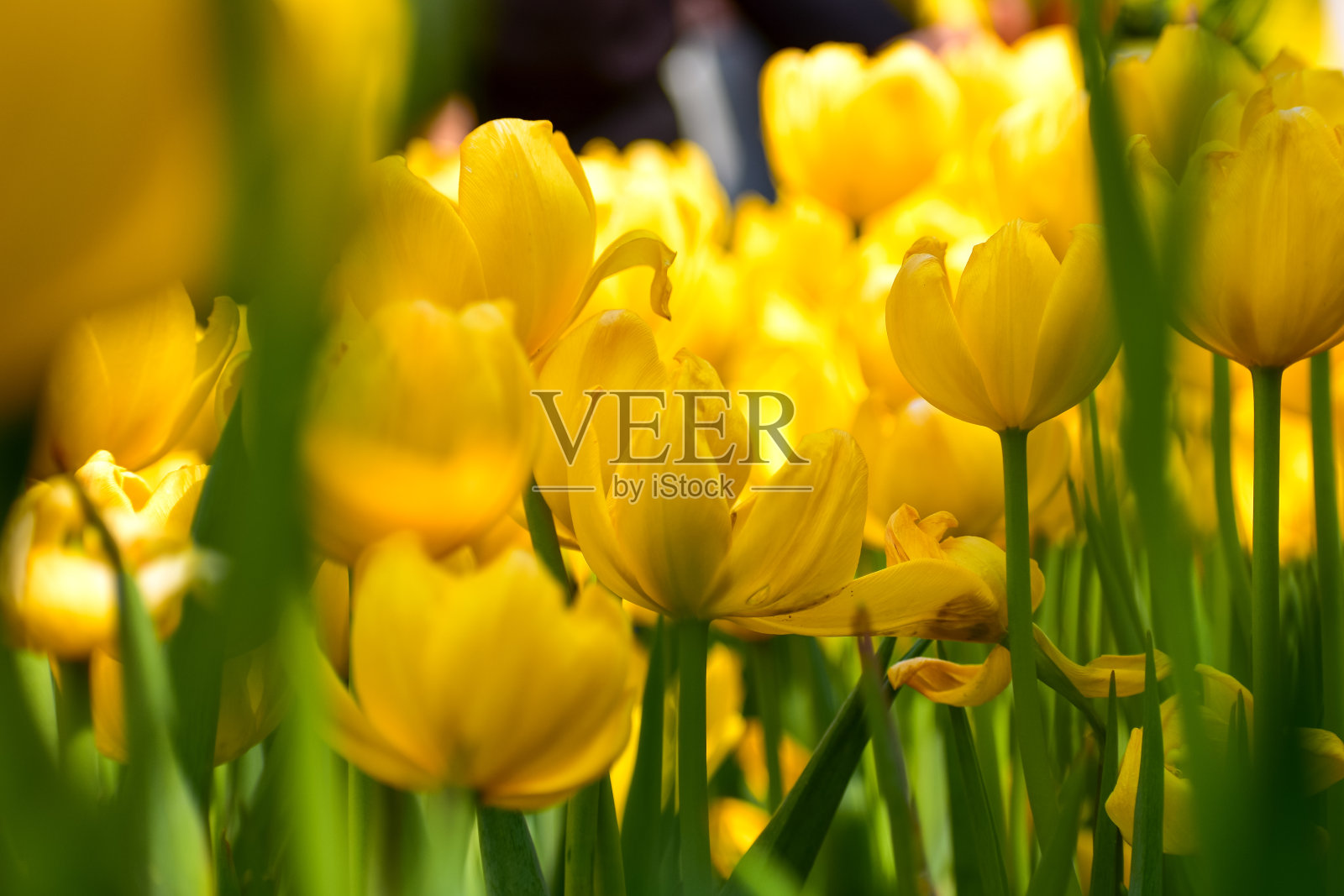 白天郁金香海中的黄色郁金香特写。照片摄影图片