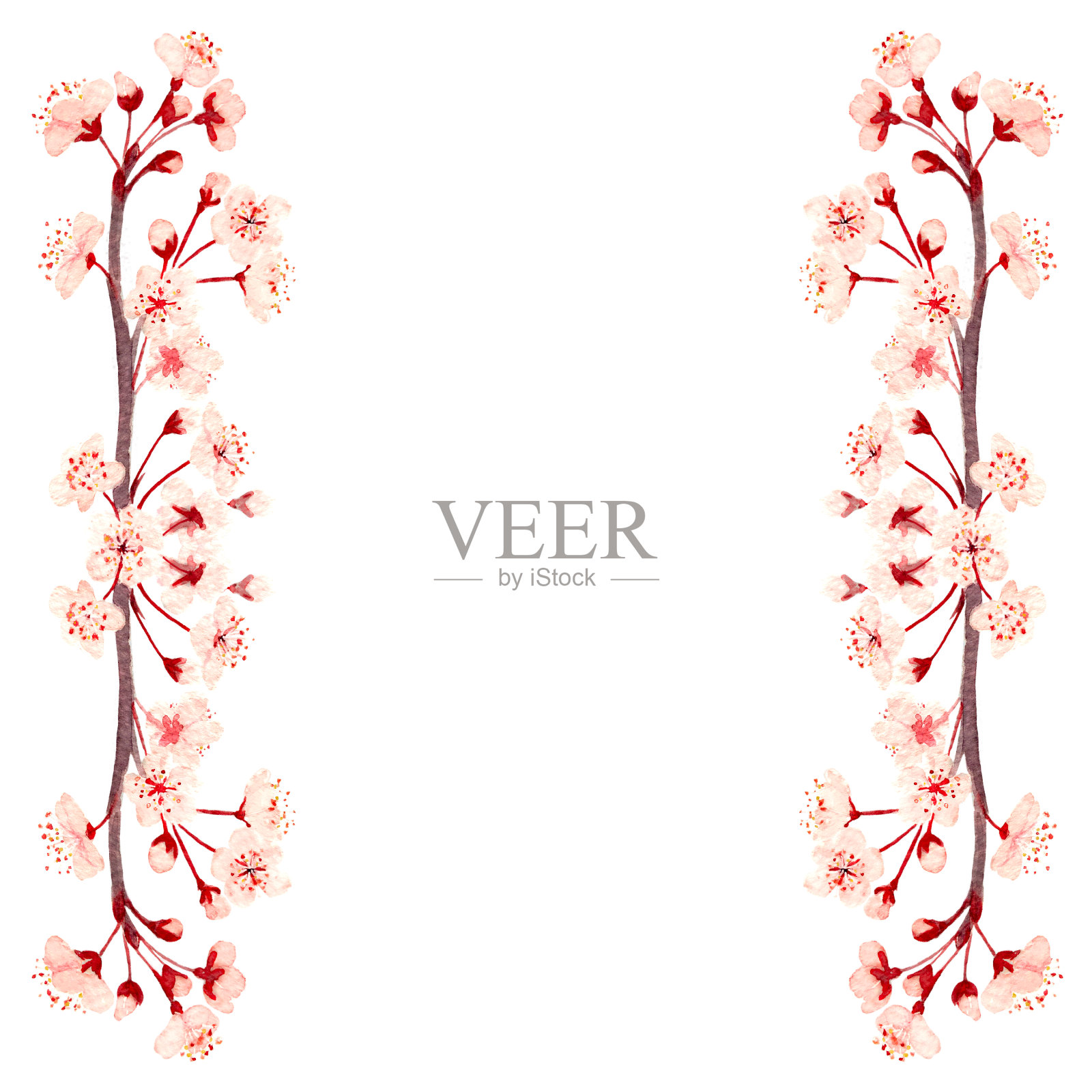 水彩画手绘粉红色樱花枝垂直框架孤立于白色插画图片素材