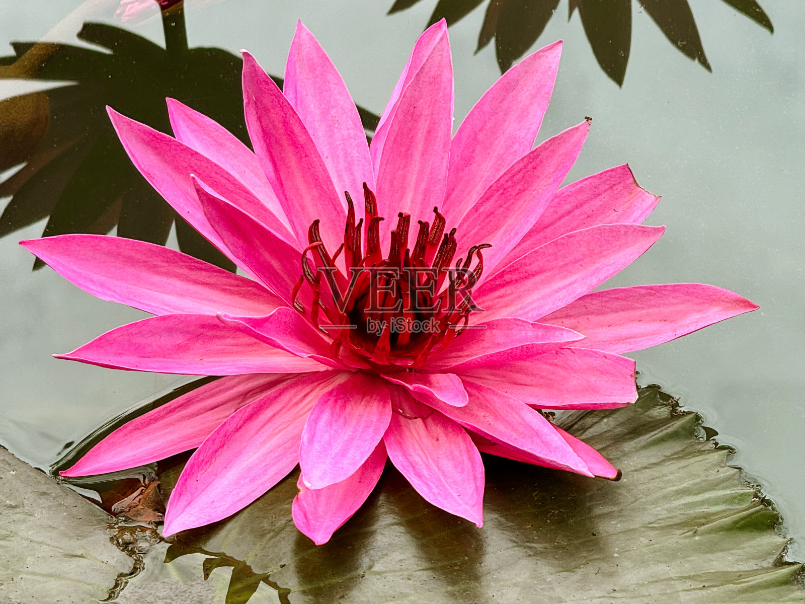 一朵粉红色的睡莲漂浮在池塘上照片摄影图片