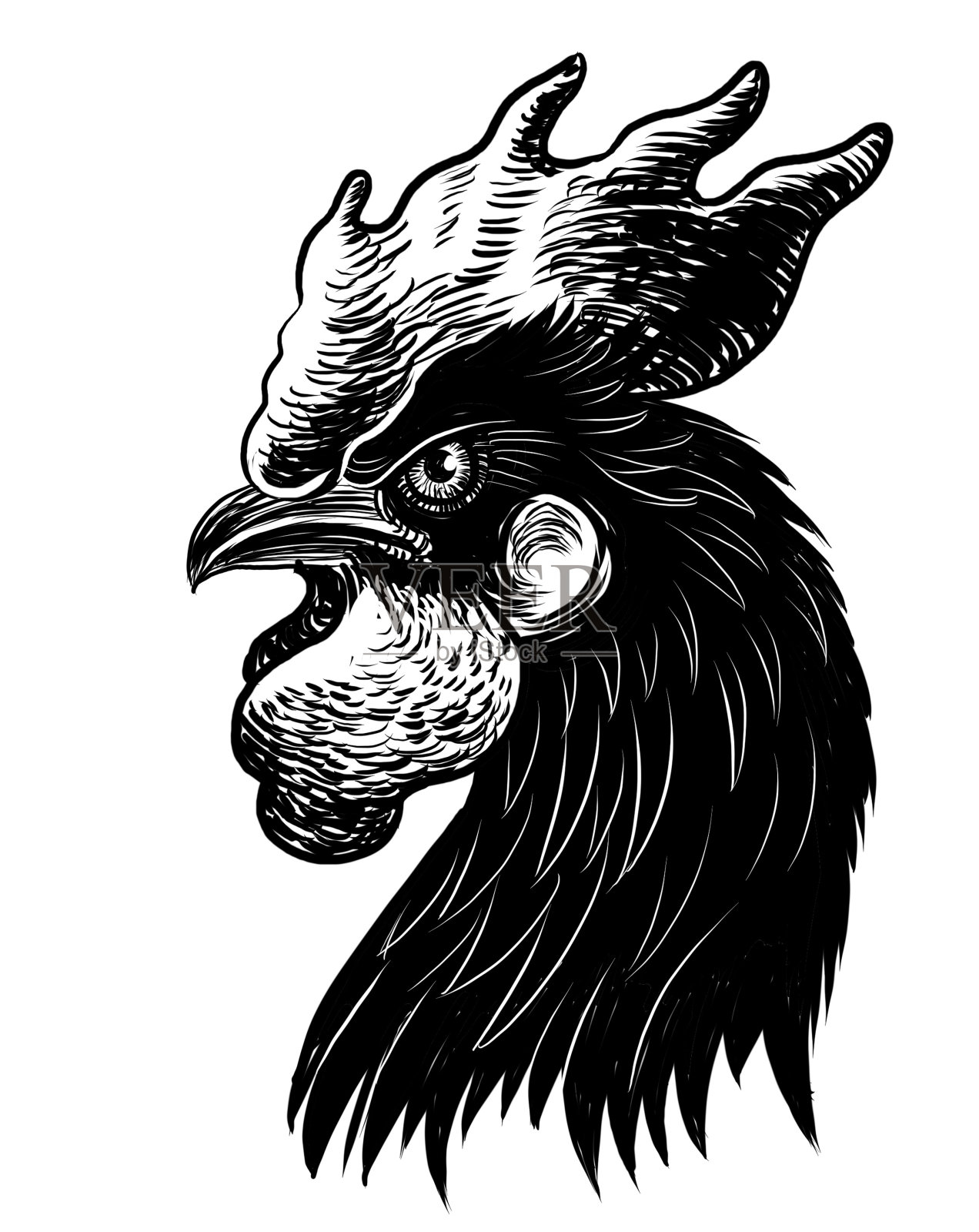 黑鸡头插画图片素材