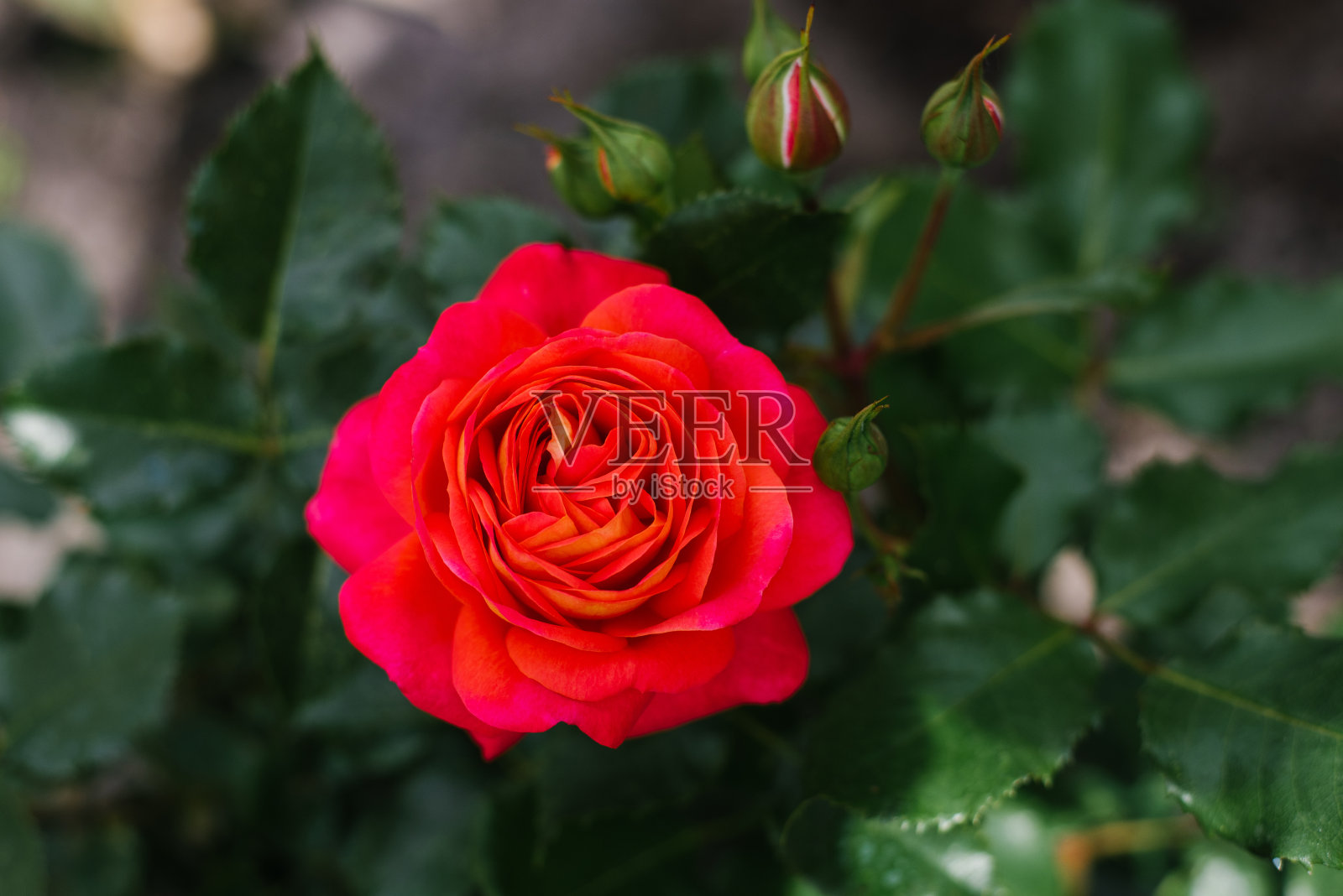 夏天花园里的古蔷薇花照片摄影图片