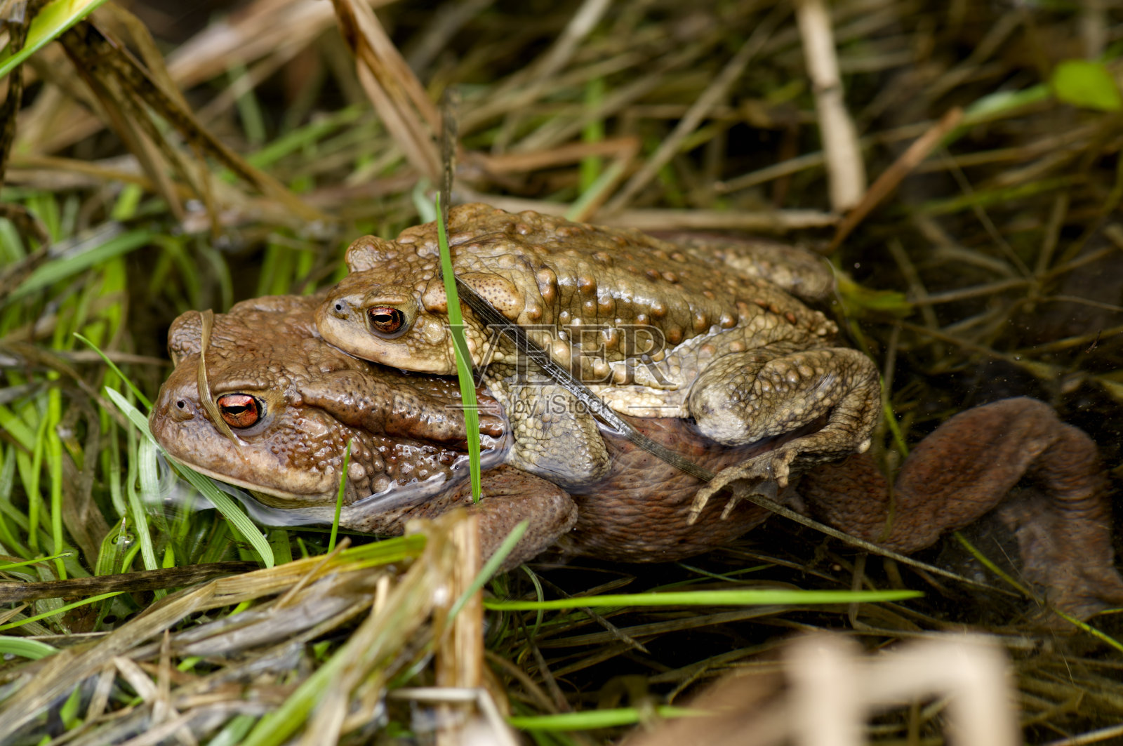 交配中的普通蟾蜍照片摄影图片