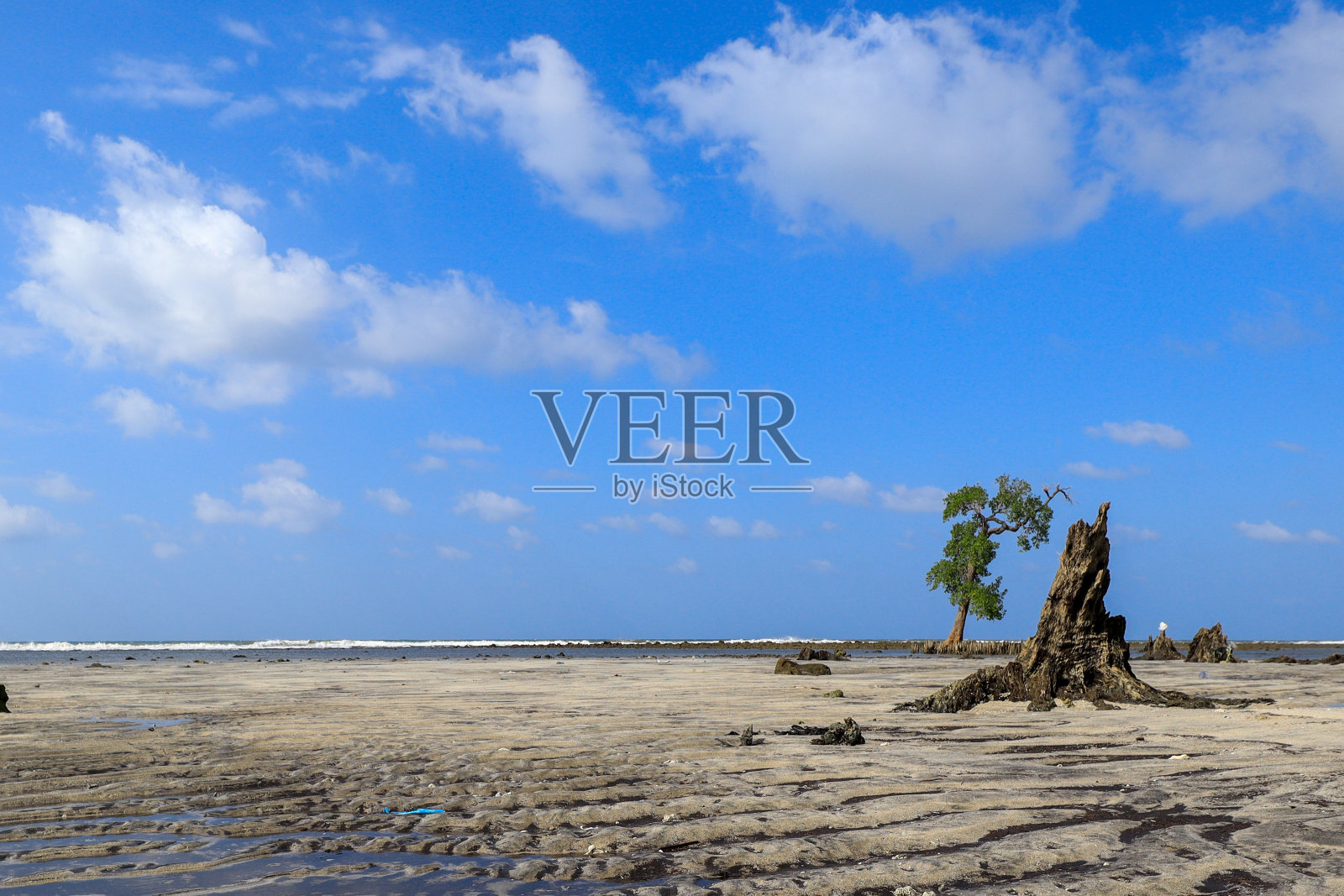 海滩上死去的红树林照片摄影图片