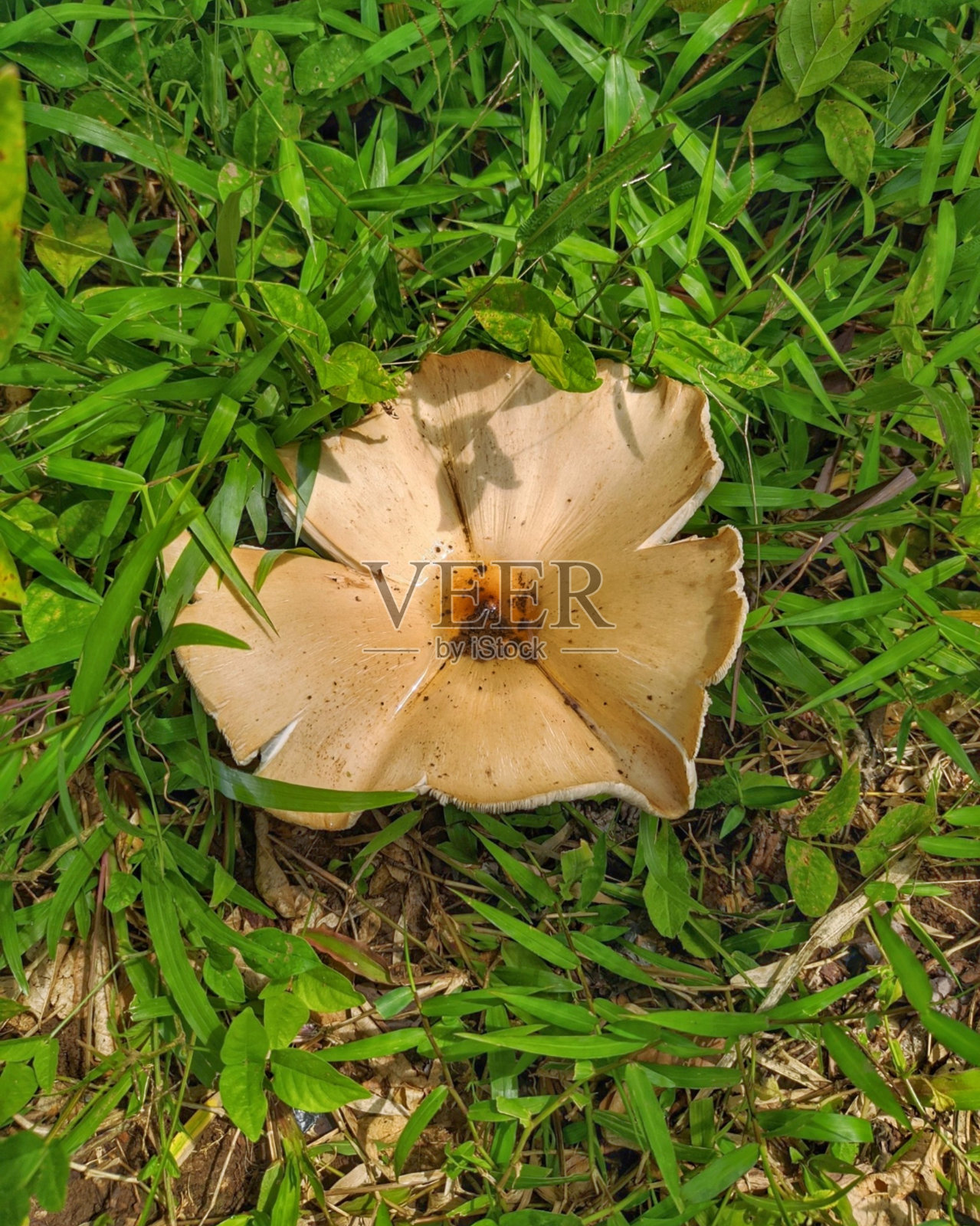 阴蒂球星云或Lepista星云，通常被称为云状木耳、阴云阴蒂球或云漏斗，照片摄影图片