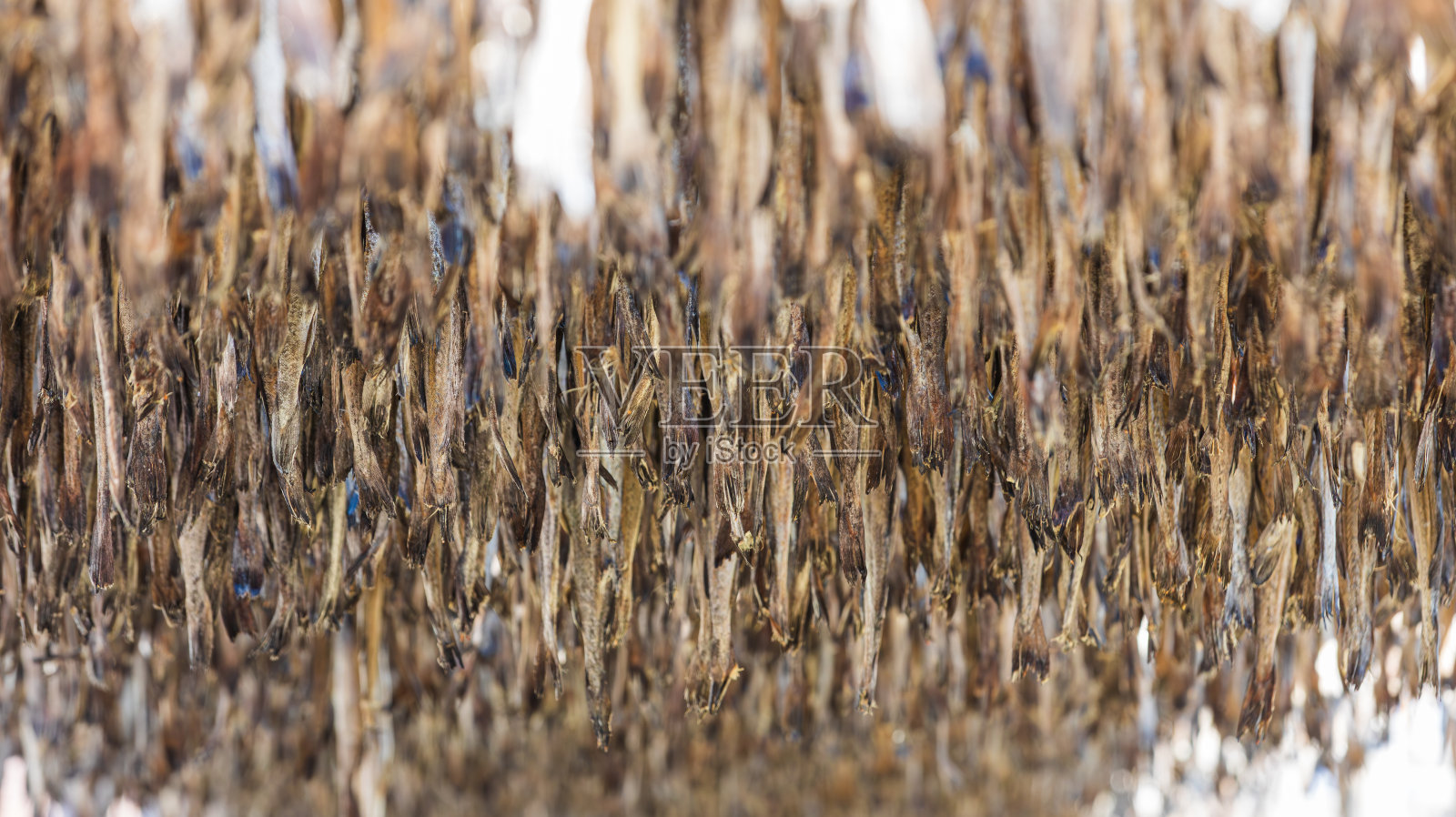 在冬天的风中晒干的明太鱼。▽江原道黄泰德场=干明太鱼、阿拉斯加明太鱼、长尾明太鱼、白尾明太鱼、白尾明太鱼照片摄影图片